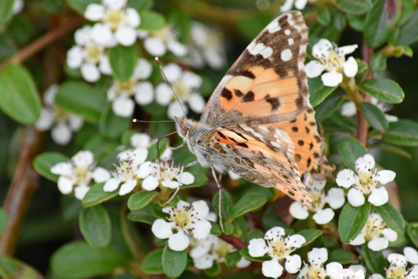 Nikon D5500 sample photo. Butterfly, colourful, detail, flower photography