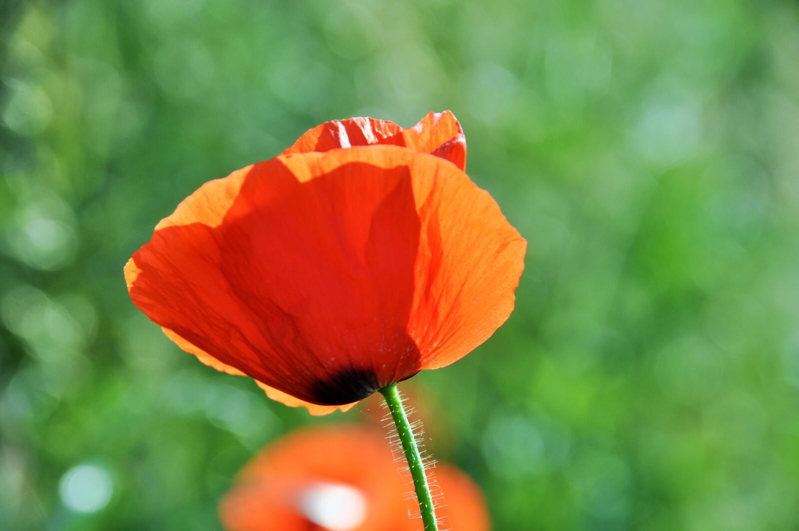 Nikon D90 sample photo. Poppy, field of poppies photography