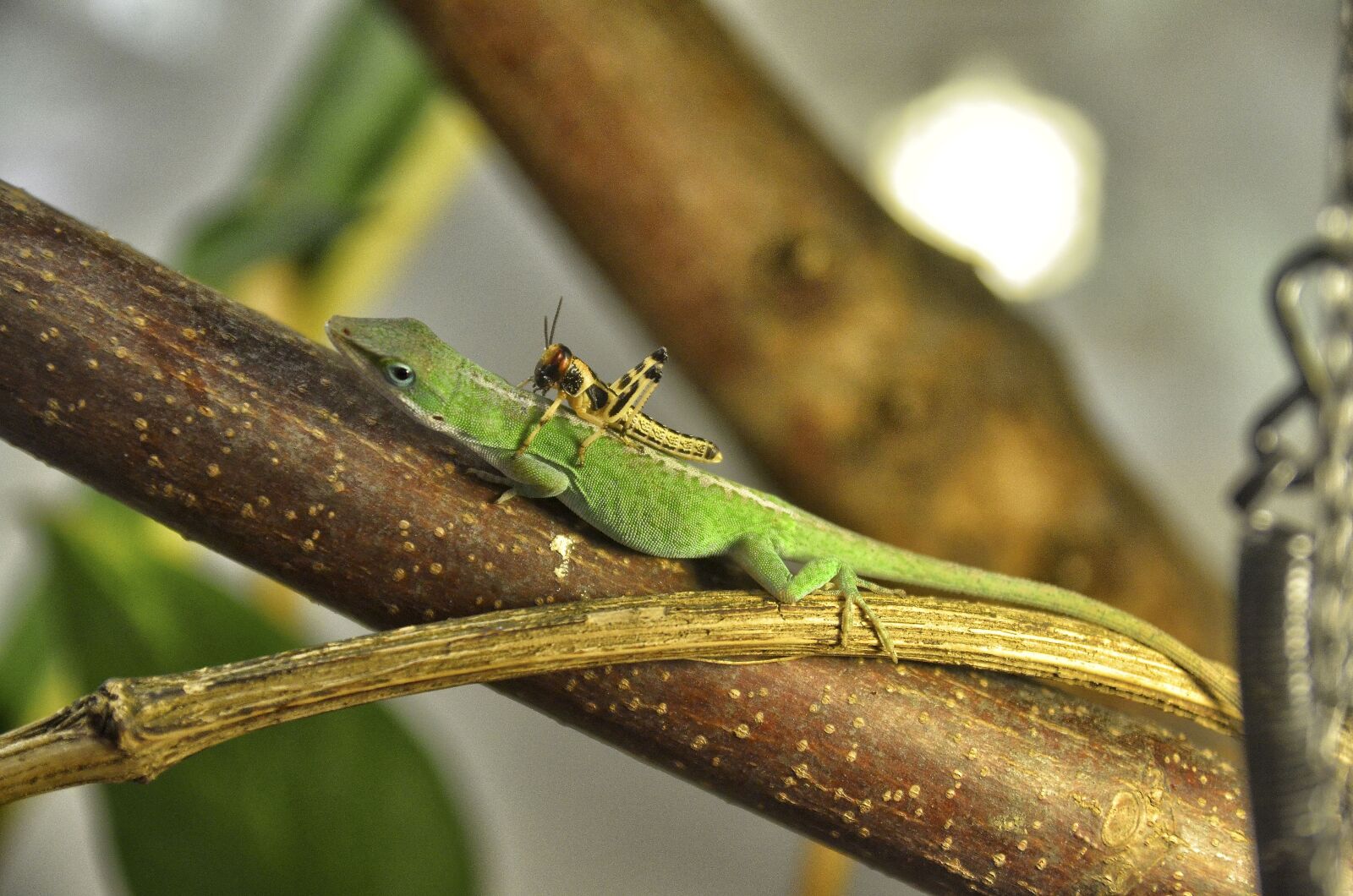 Nikon D7000 sample photo. Anolis carolinensis, carolina anole photography