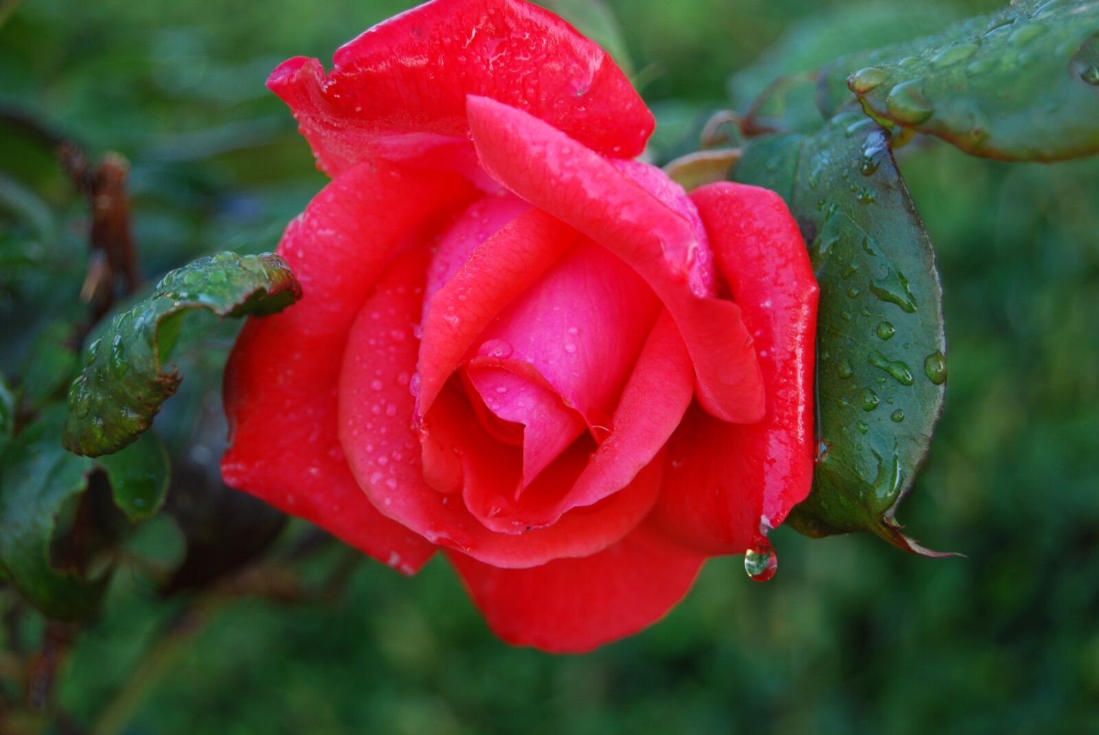 Nikon D60 sample photo. Rose, love, nature photography