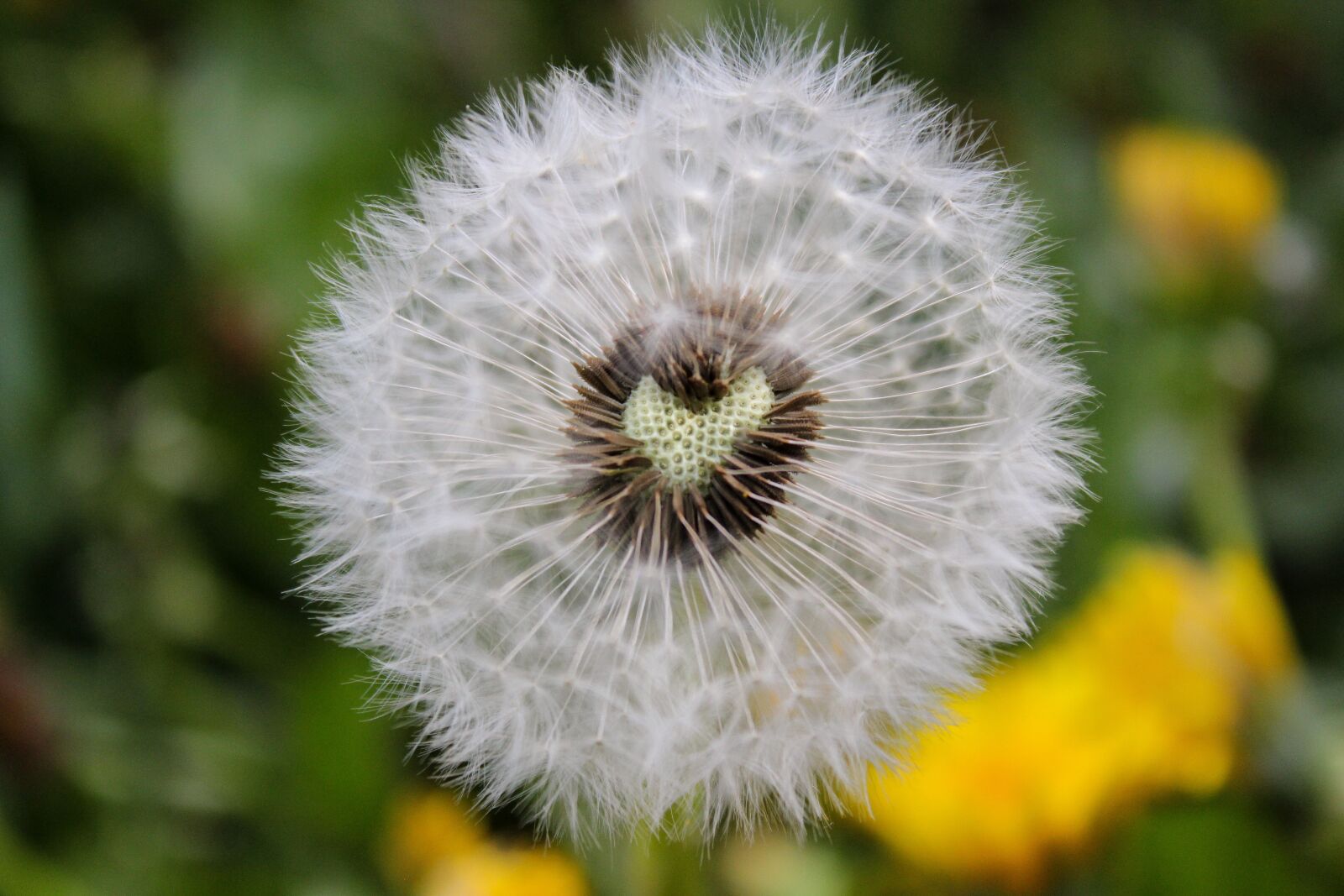 Canon EOS 600D (Rebel EOS T3i / EOS Kiss X5) sample photo. Dandelion, heart, nature photography