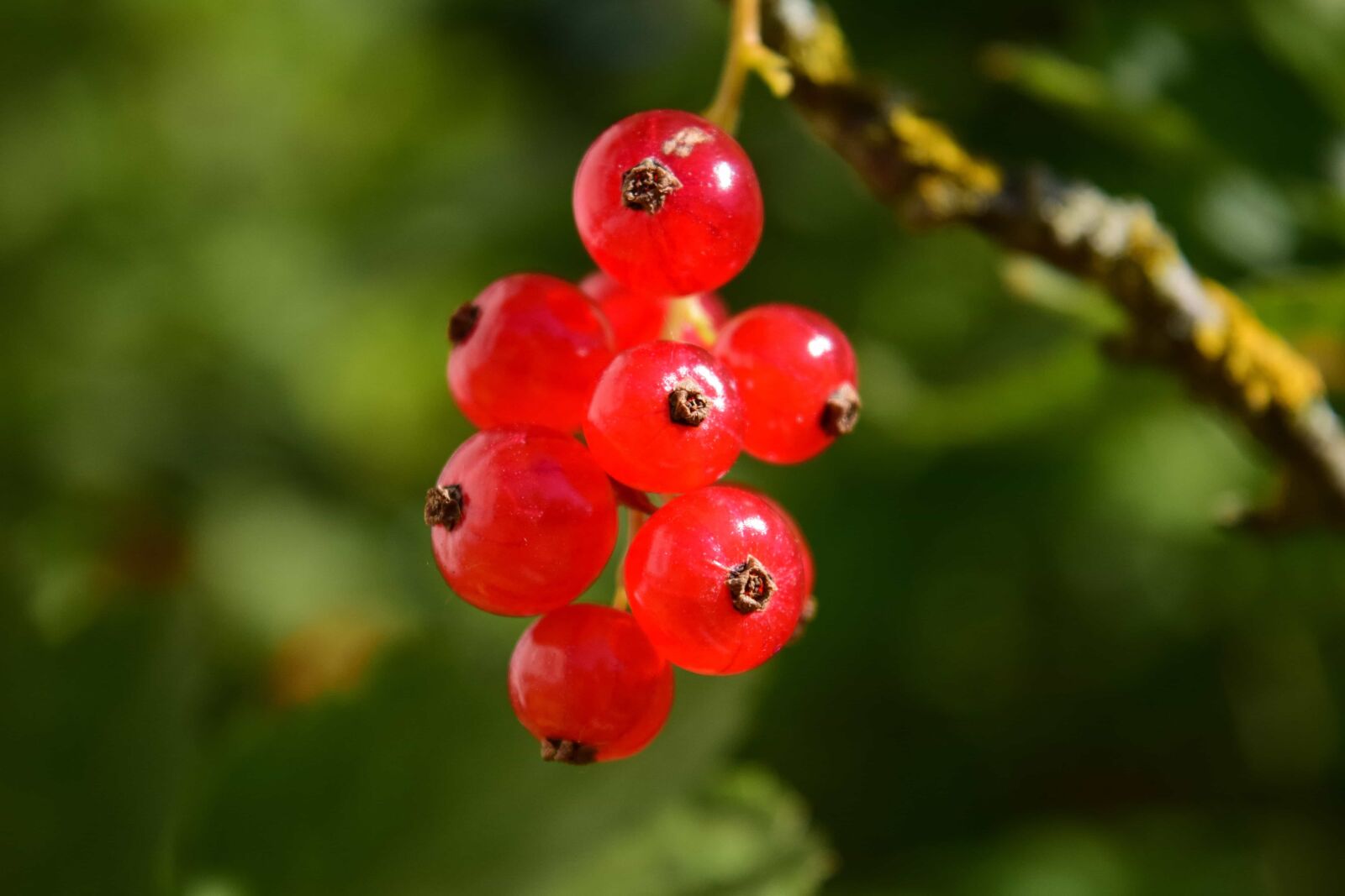 Nikon D3300 sample photo. Berry, fruit, leaf, nature photography