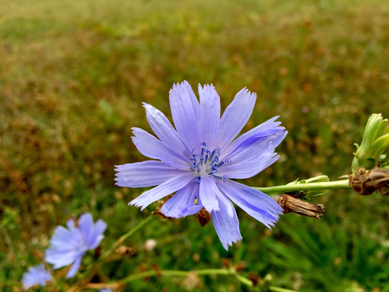 Apple iPhone 6s sample photo. Flower, chicory, pointed flower photography