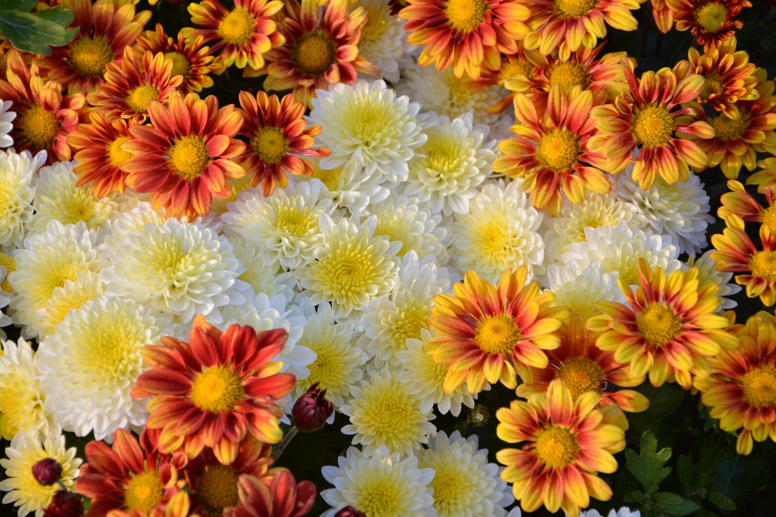 Nikon D7100 sample photo. Flower, chichewa live, vivid photography