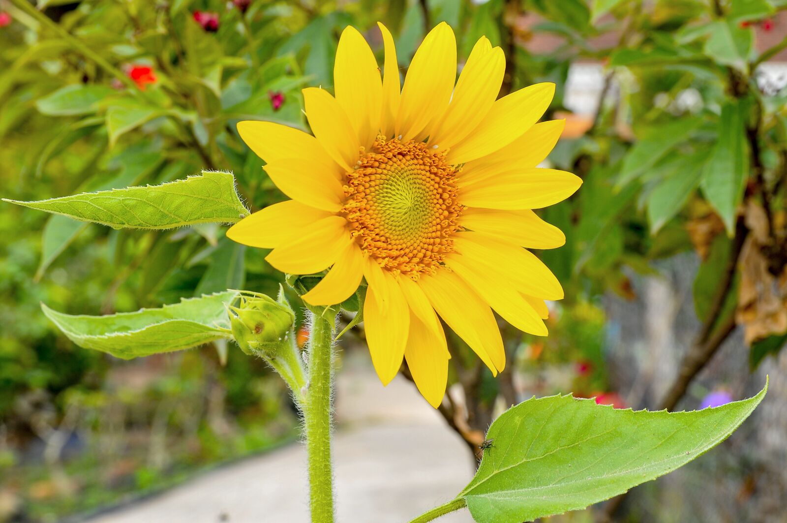 Nikon D300 sample photo. Flower, sun flower, nature photography