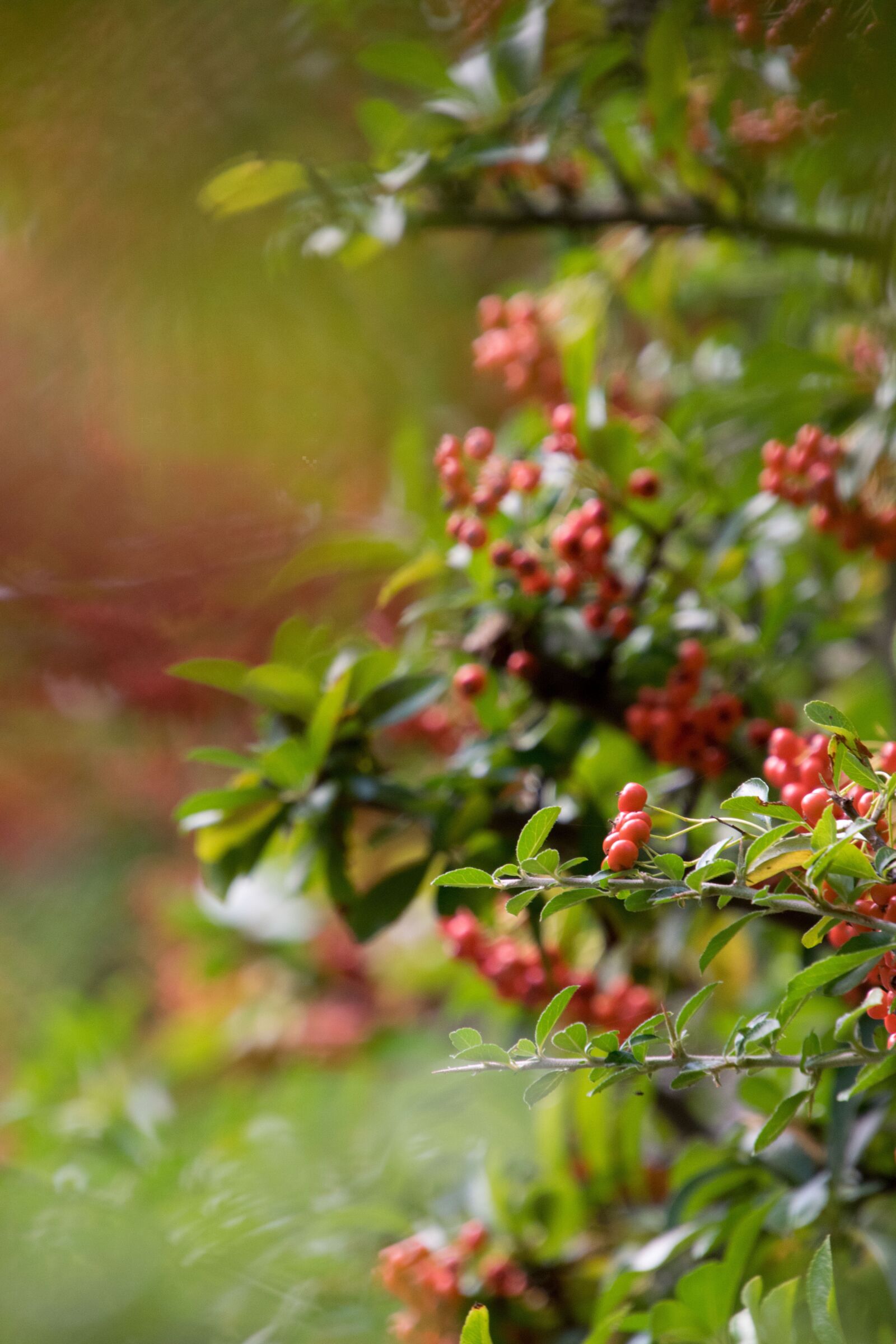 Nikon D3300 sample photo. Berries, plant, bush photography