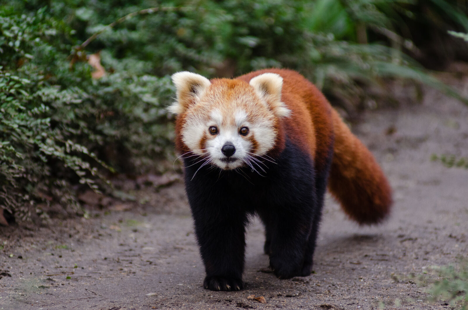 AF Zoom-Nikkor 80-200mm f/2.8 ED sample photo