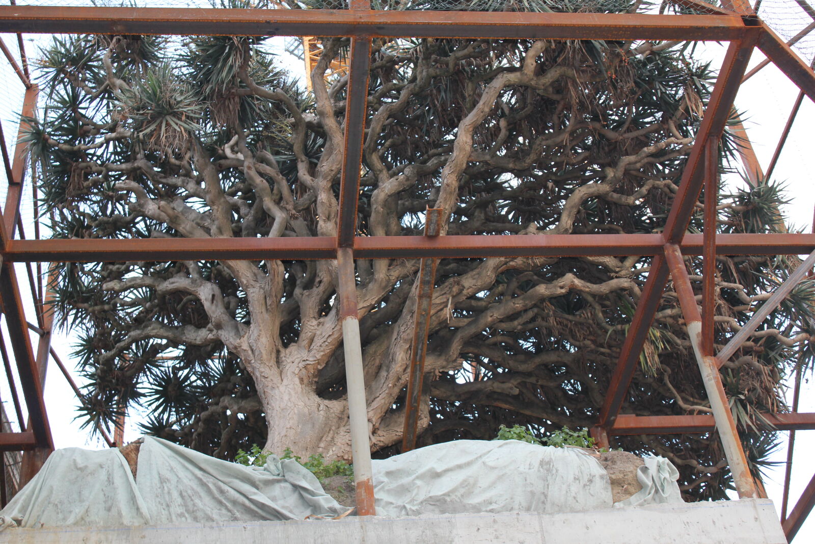 Canon EOS 550D (EOS Rebel T2i / EOS Kiss X4) sample photo. Trapped, tree, of, life photography