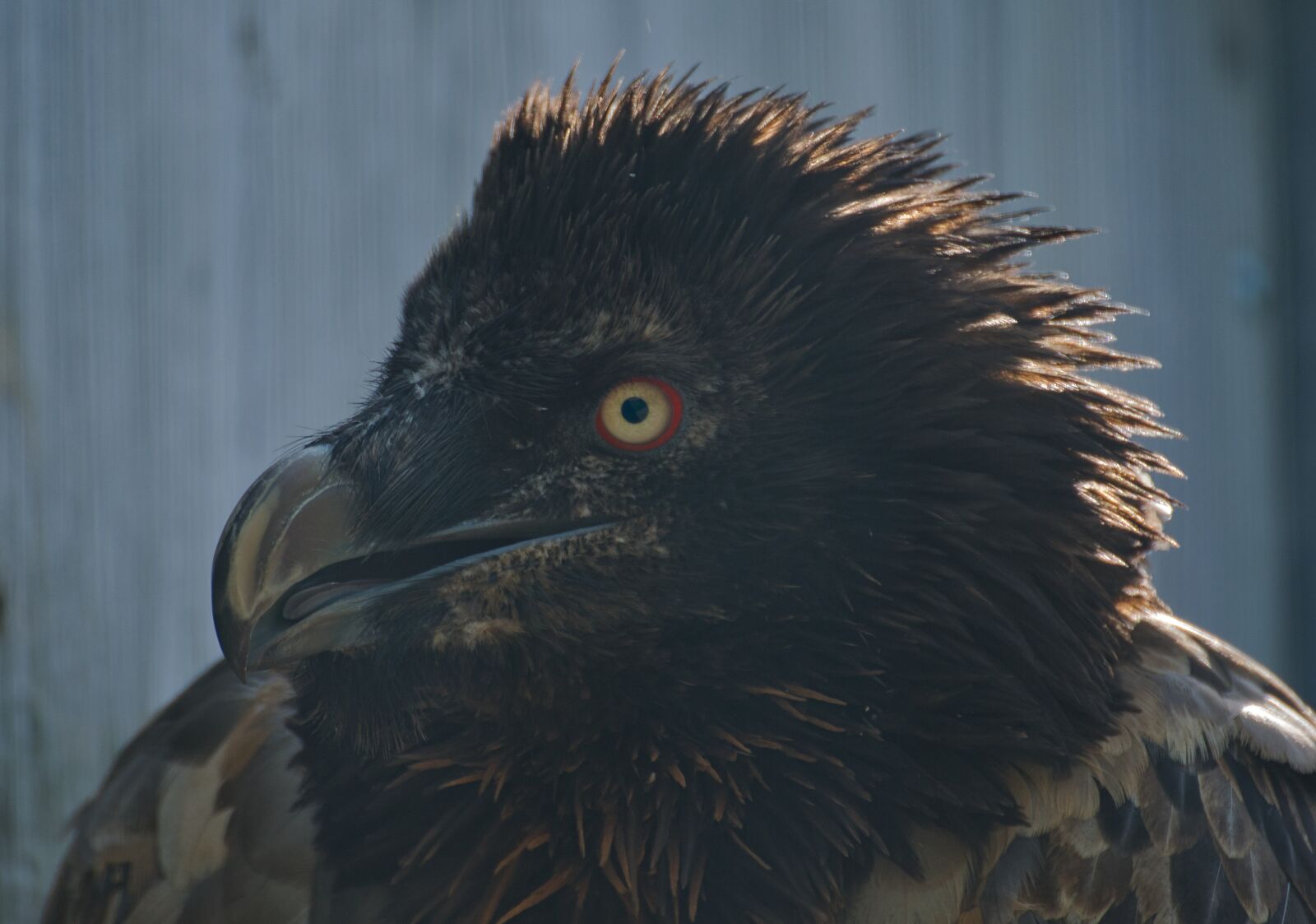 Nikon D5300 sample photo. Bird, close up, bill photography