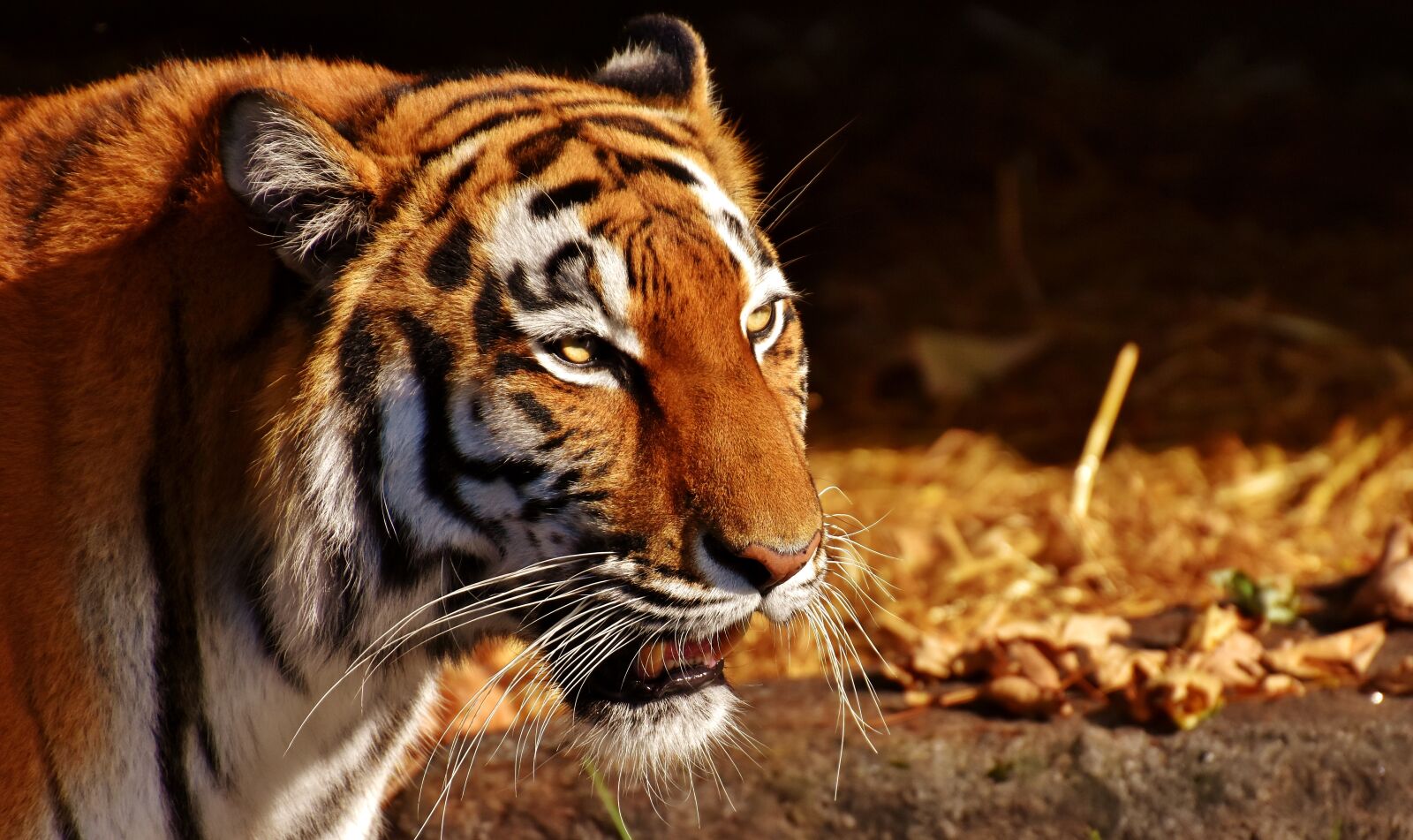 Nikon D7200 sample photo. Tiger, predator, female photography
