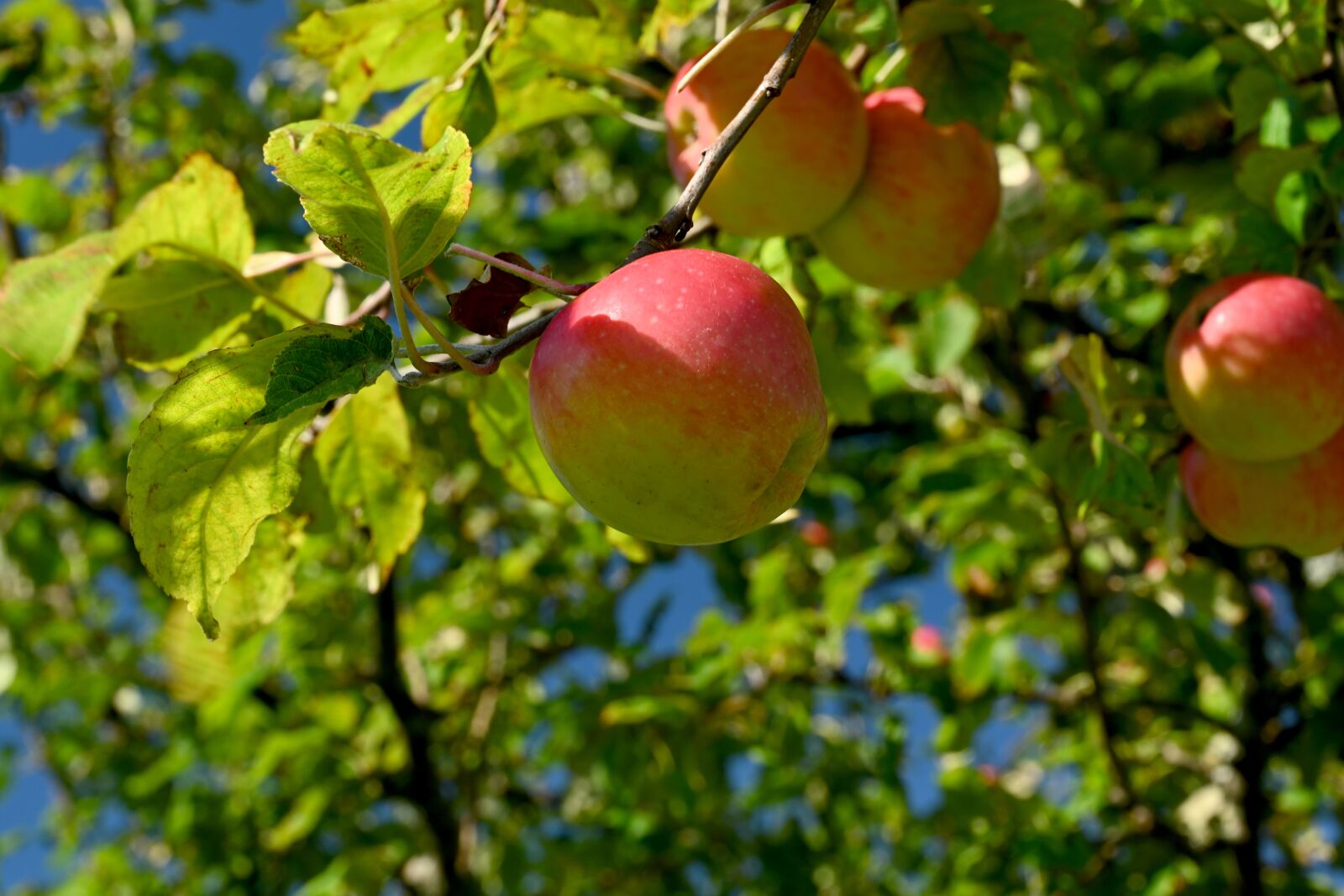 Nikon Z7 sample photo. Apples, apple tree, tree photography