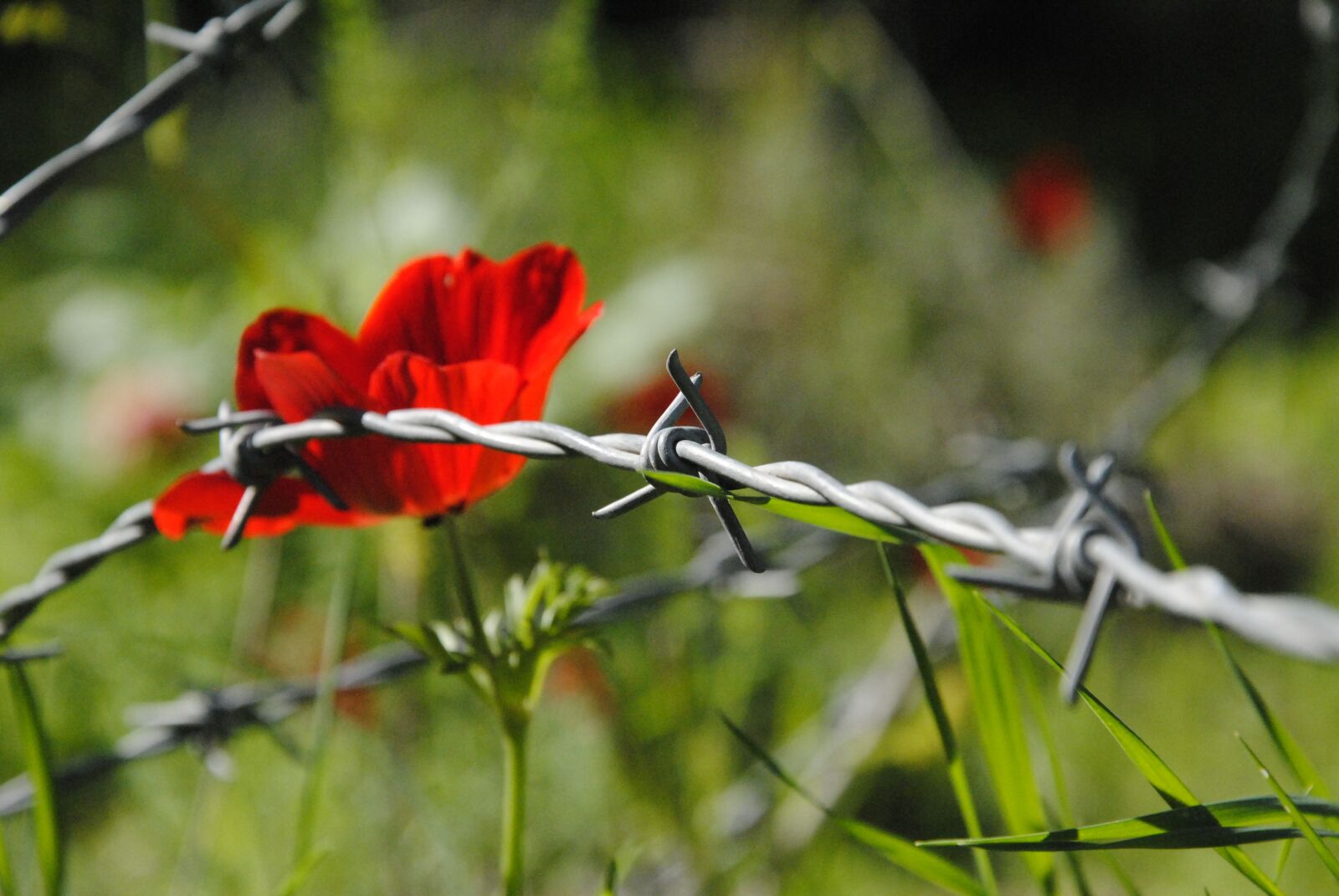 Nikon D3000 sample photo. Flowers, red, winter photography