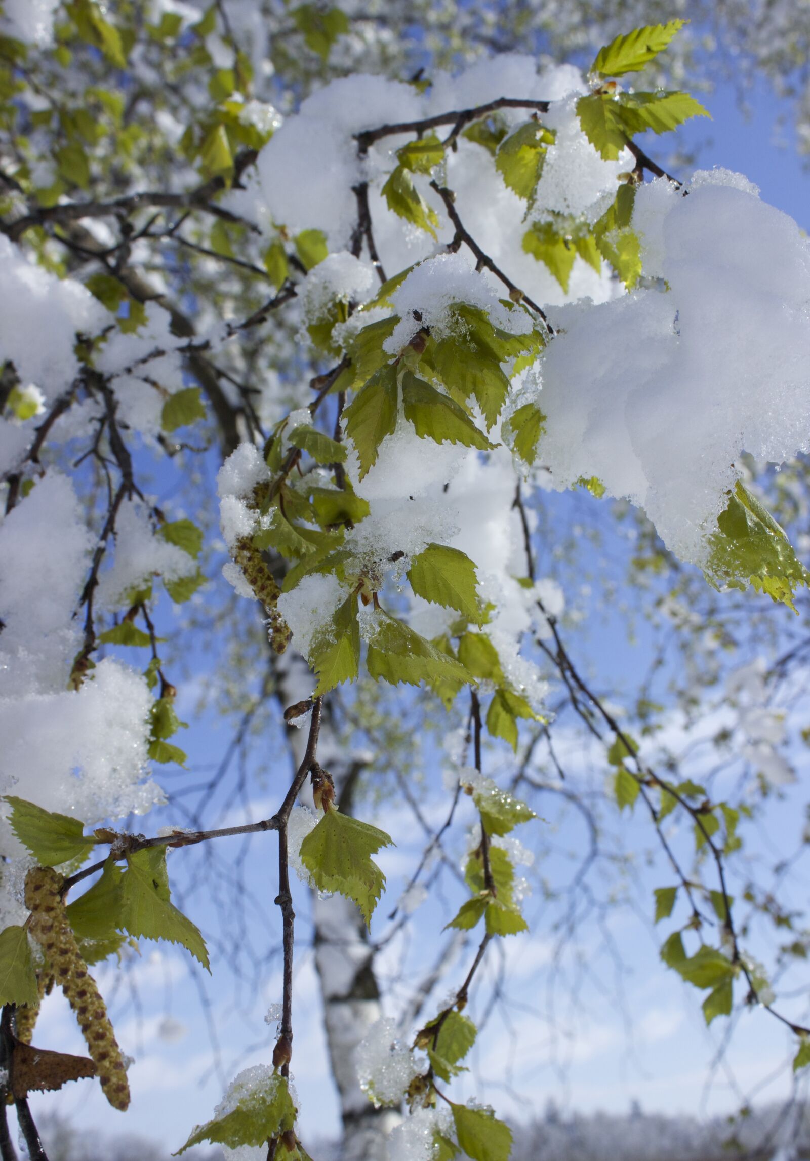 Canon EOS 600D (Rebel EOS T3i / EOS Kiss X5) sample photo. Snow in spring, snow photography
