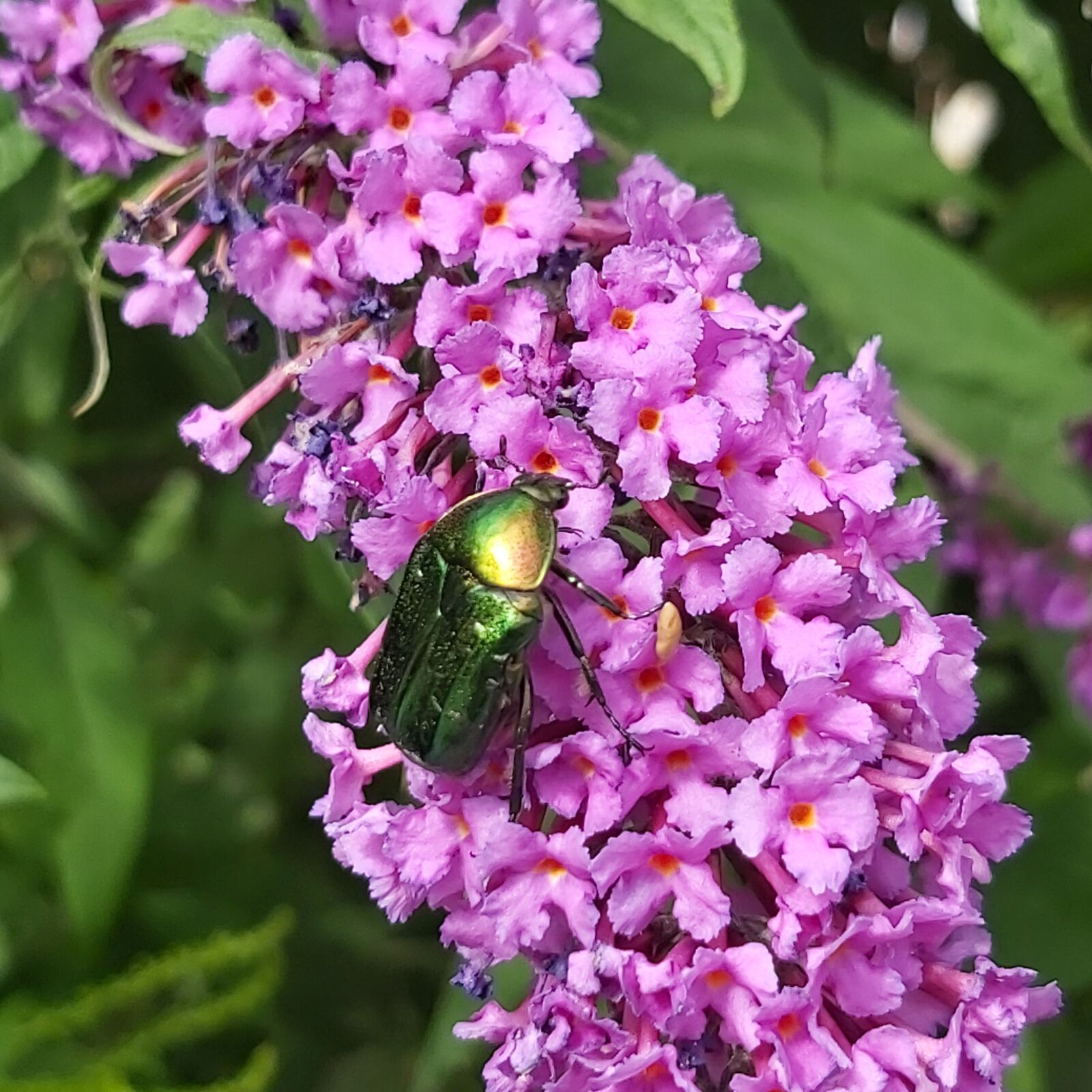 Samsung Galaxy A70 sample photo. Shiny rose gold beetle photography