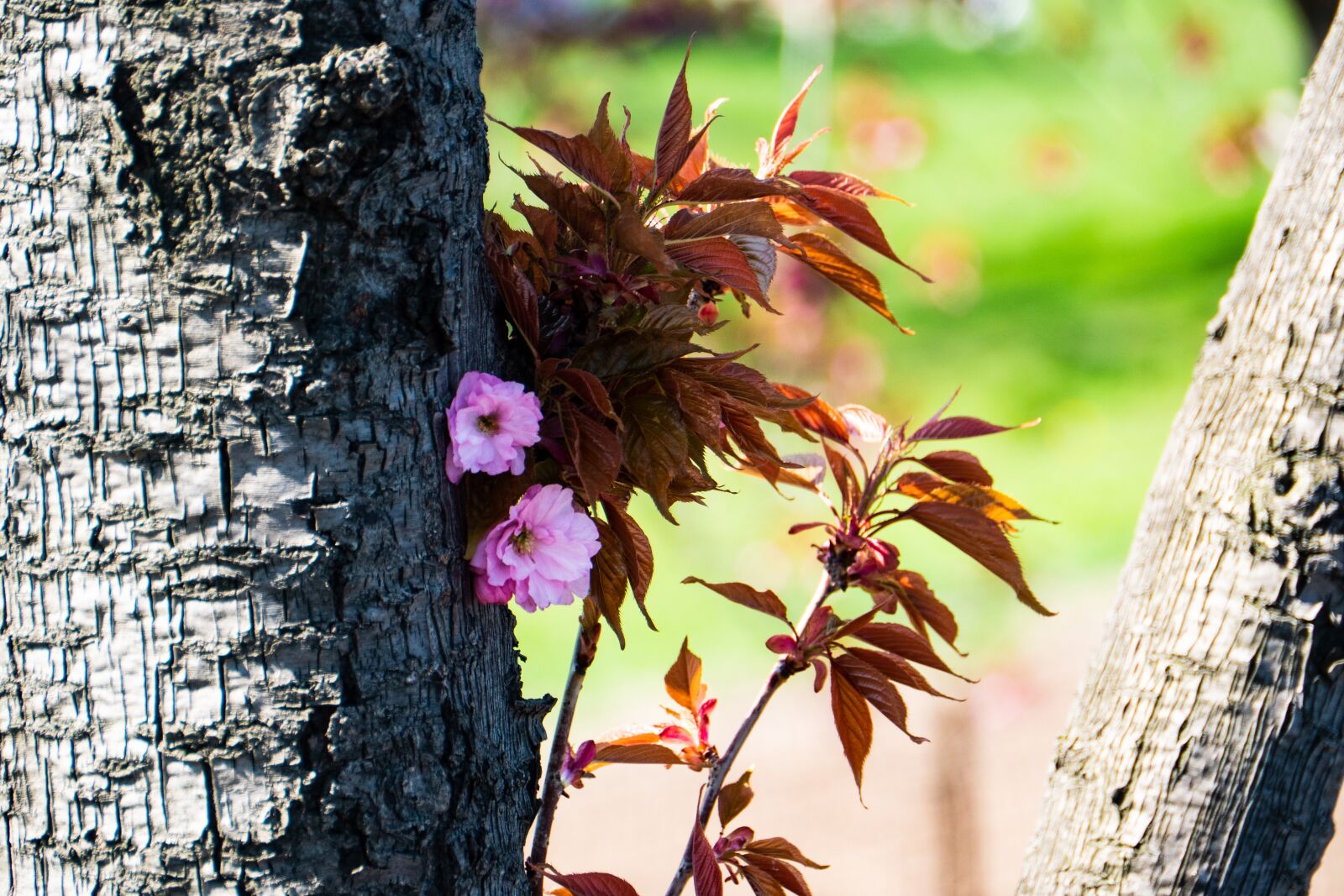 Panasonic Lumix DC-G9 + Panasonic Lumix G Vario HD 14-140mm F4-5.8 OIS sample photo. Cherry, spring, tree photography