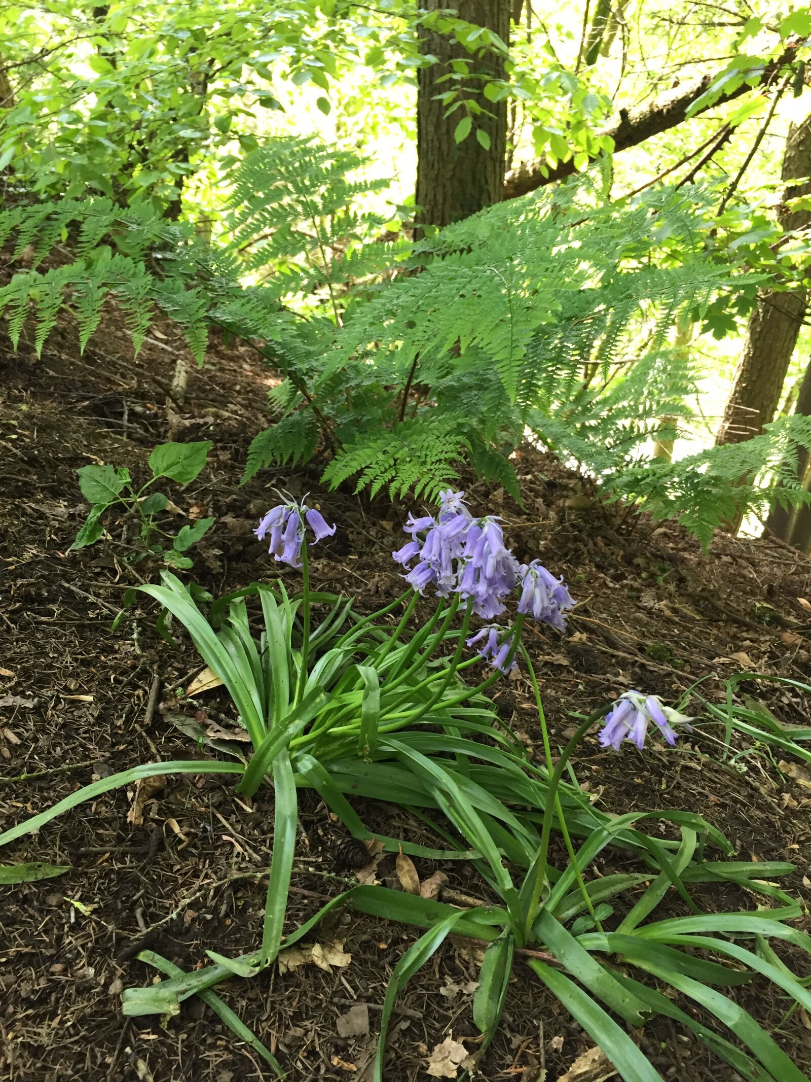 iPhone 6 back camera 4.15mm f/2.2 sample photo. Bluebell, flower, woodland photography