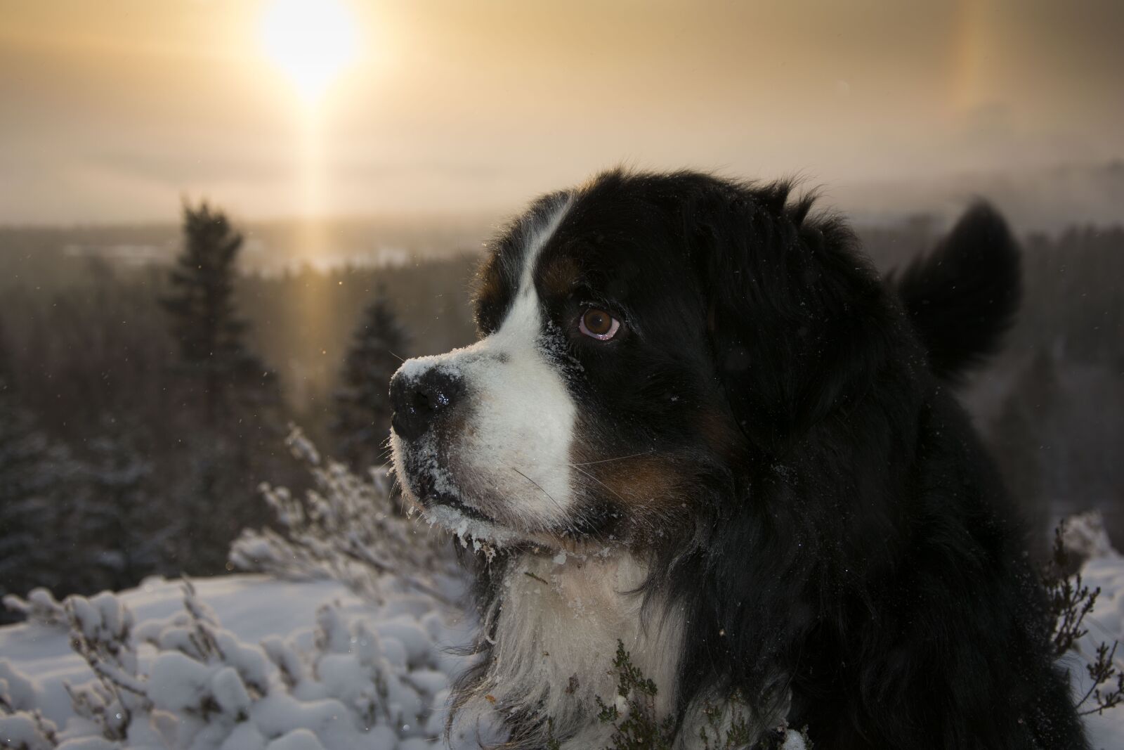 Nikon D7100 sample photo. Bernese mountain dog, dog photography