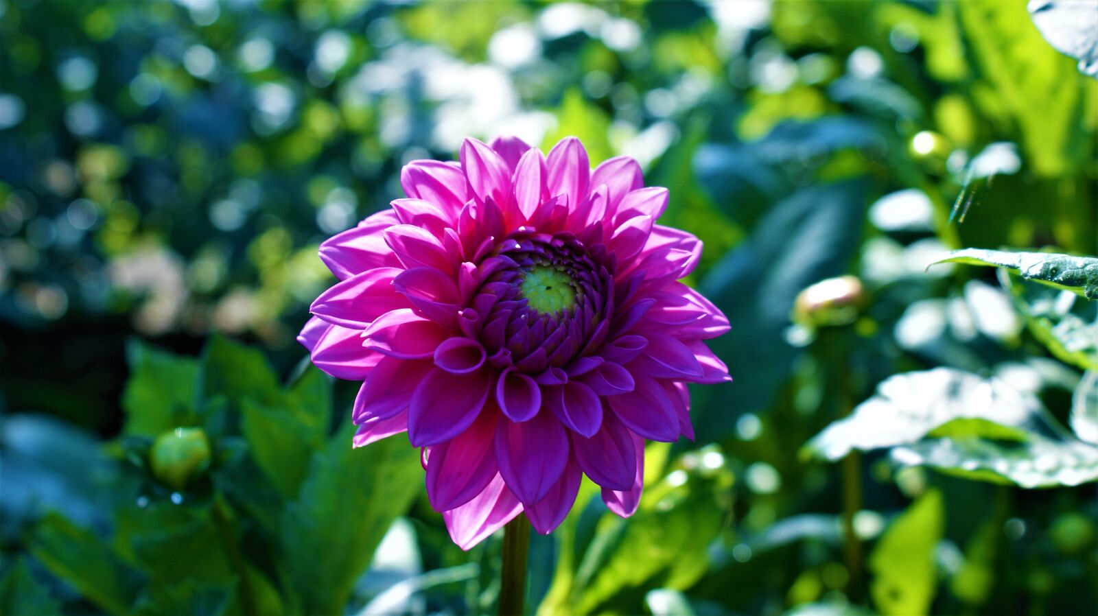 Sony Alpha DSLR-A350 sample photo. Flower, dahlia, petals photography