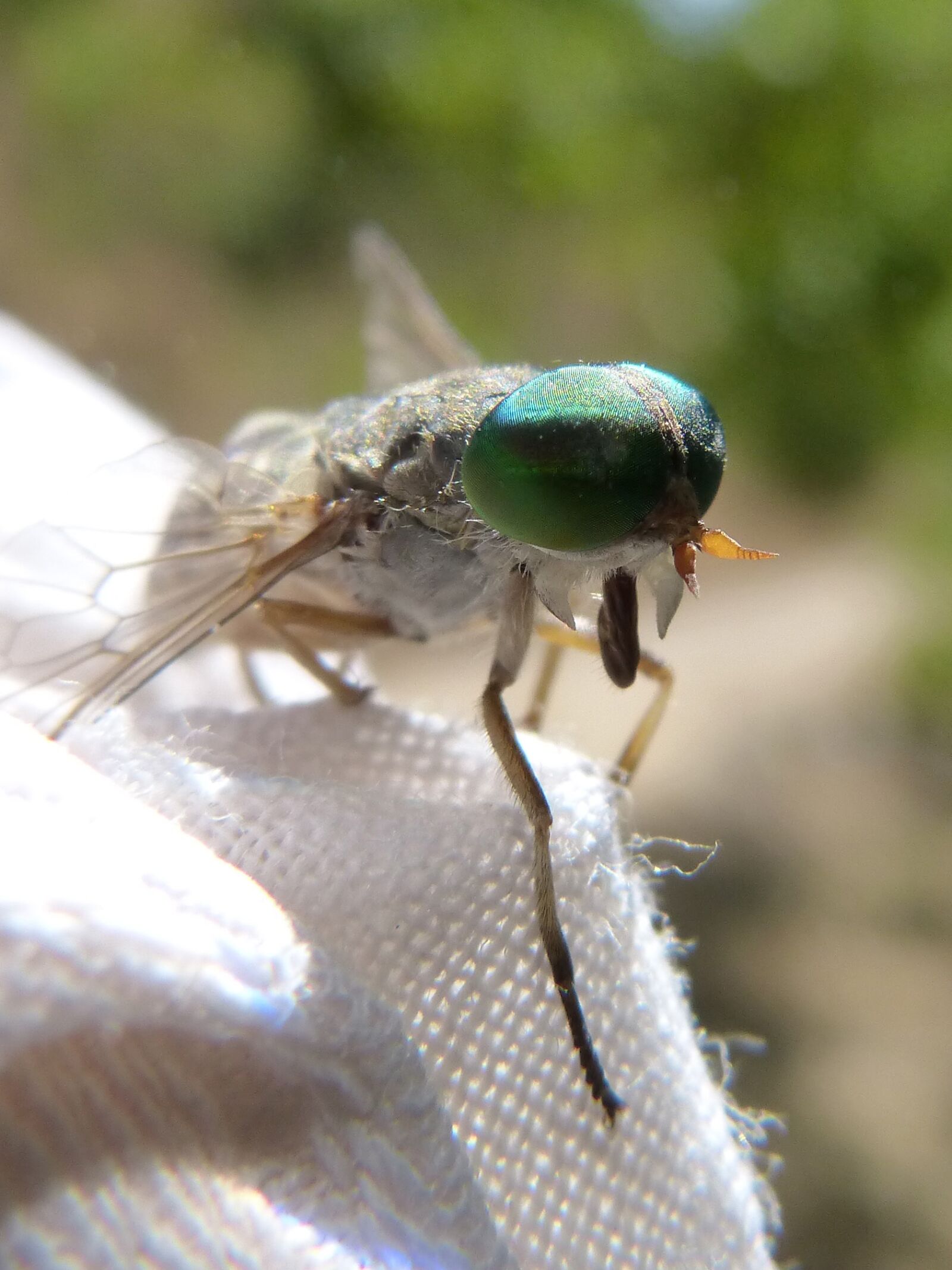 Panasonic DMC-FZ62 sample photo. Horsefly, eyes compounds, green photography