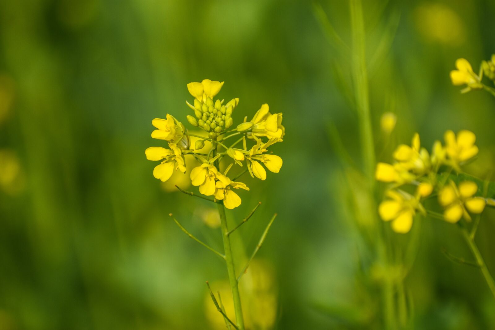 Nikon D3400 sample photo. Mustard flower, flower, jungle photography