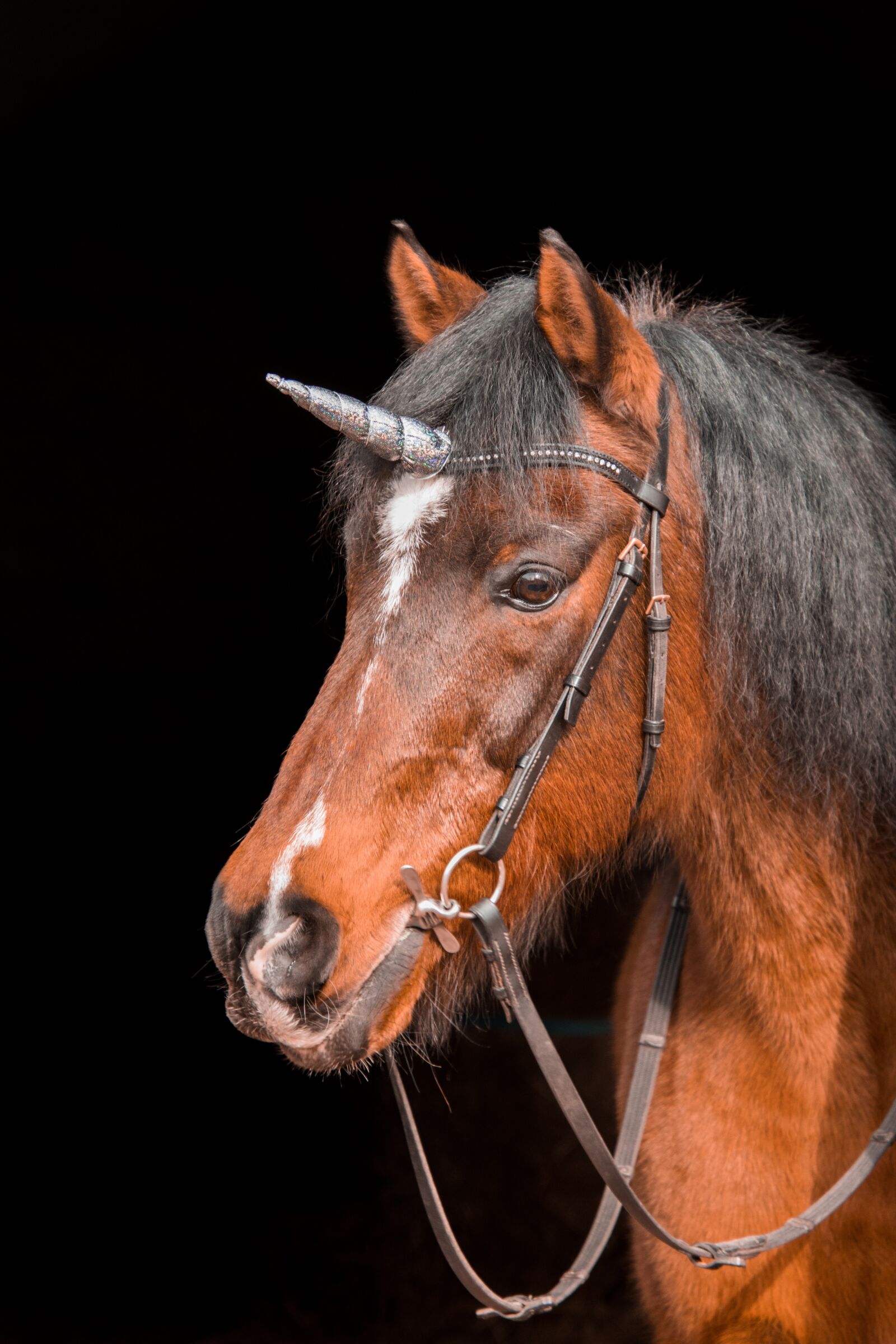 Nikon D3300 sample photo. Animal, mammal, unicorn photography