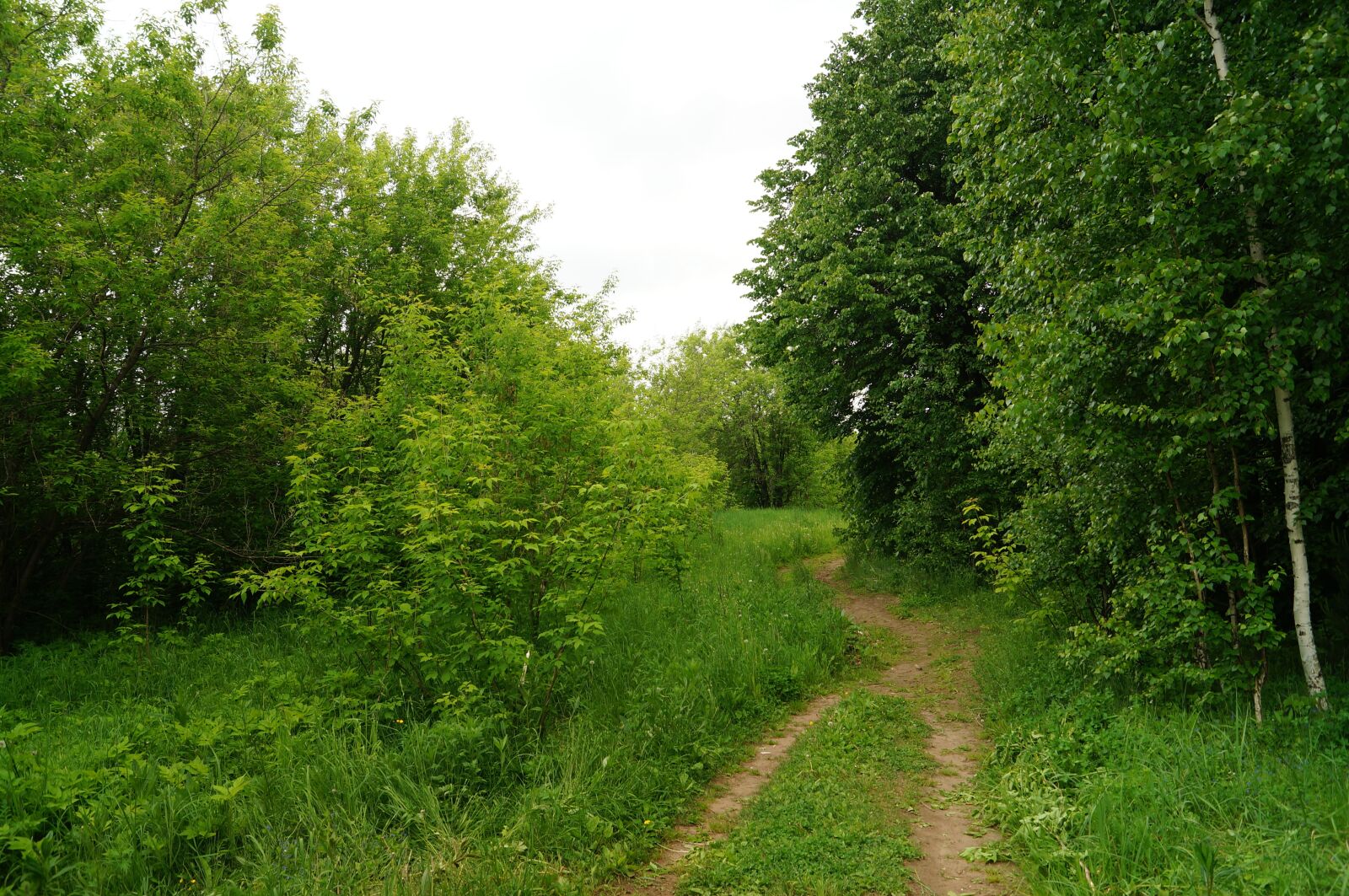 Sony SLT-A57 sample photo. Forest, silence, nature photography