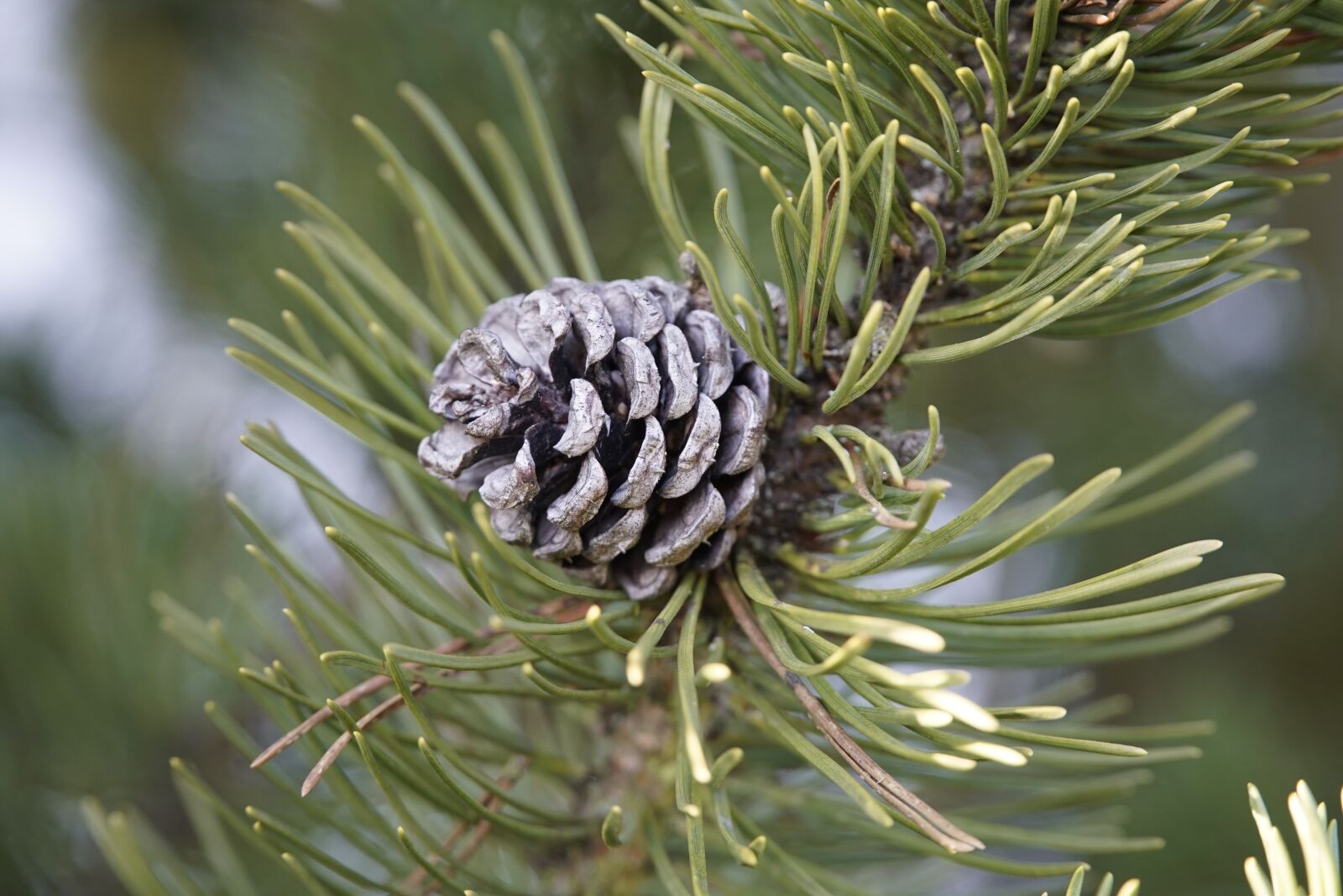 Sony a7R II + Sony E PZ 18-105mm F4 G OSS sample photo. Pine, cone, tree photography