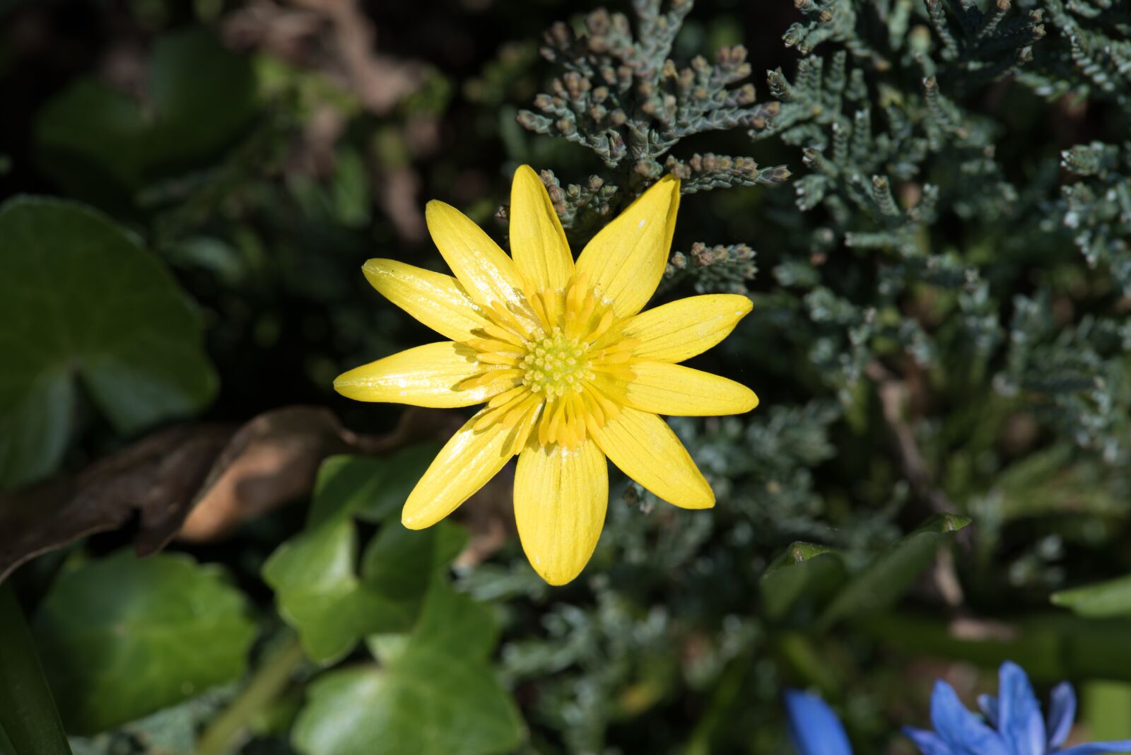 Nikon D750 sample photo. Celandine, flower, yellow spring photography