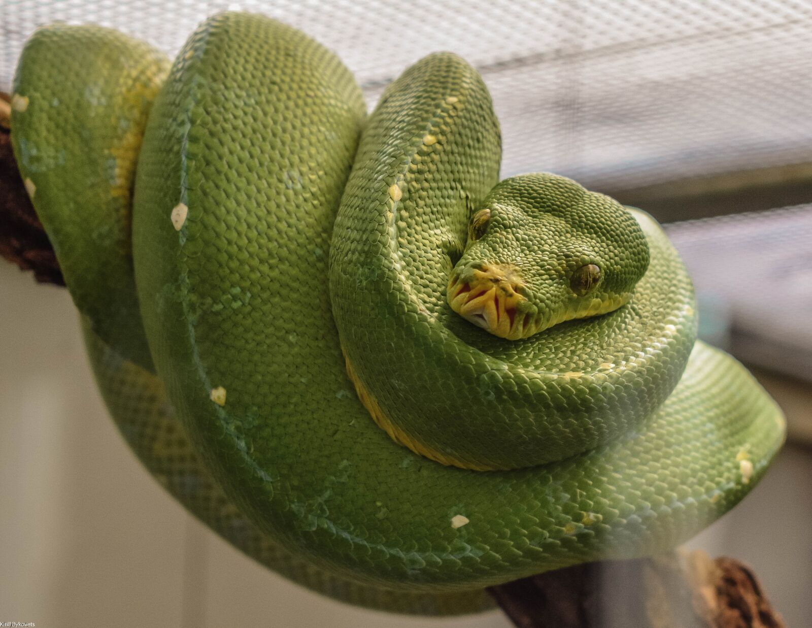 Nikon D3400 sample photo. Snake, wildlife, reptile photography