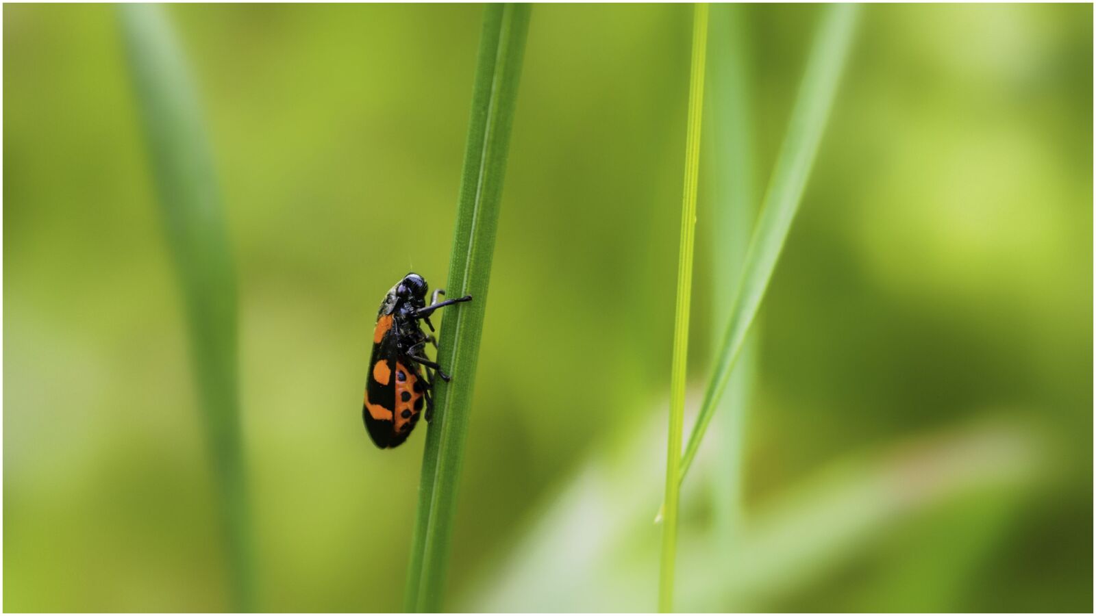 Olympus OM-D E-M1 + Olympus M.Zuiko Digital ED 12-40mm F2.8 Pro sample photo. Insect, macro, nature photography
