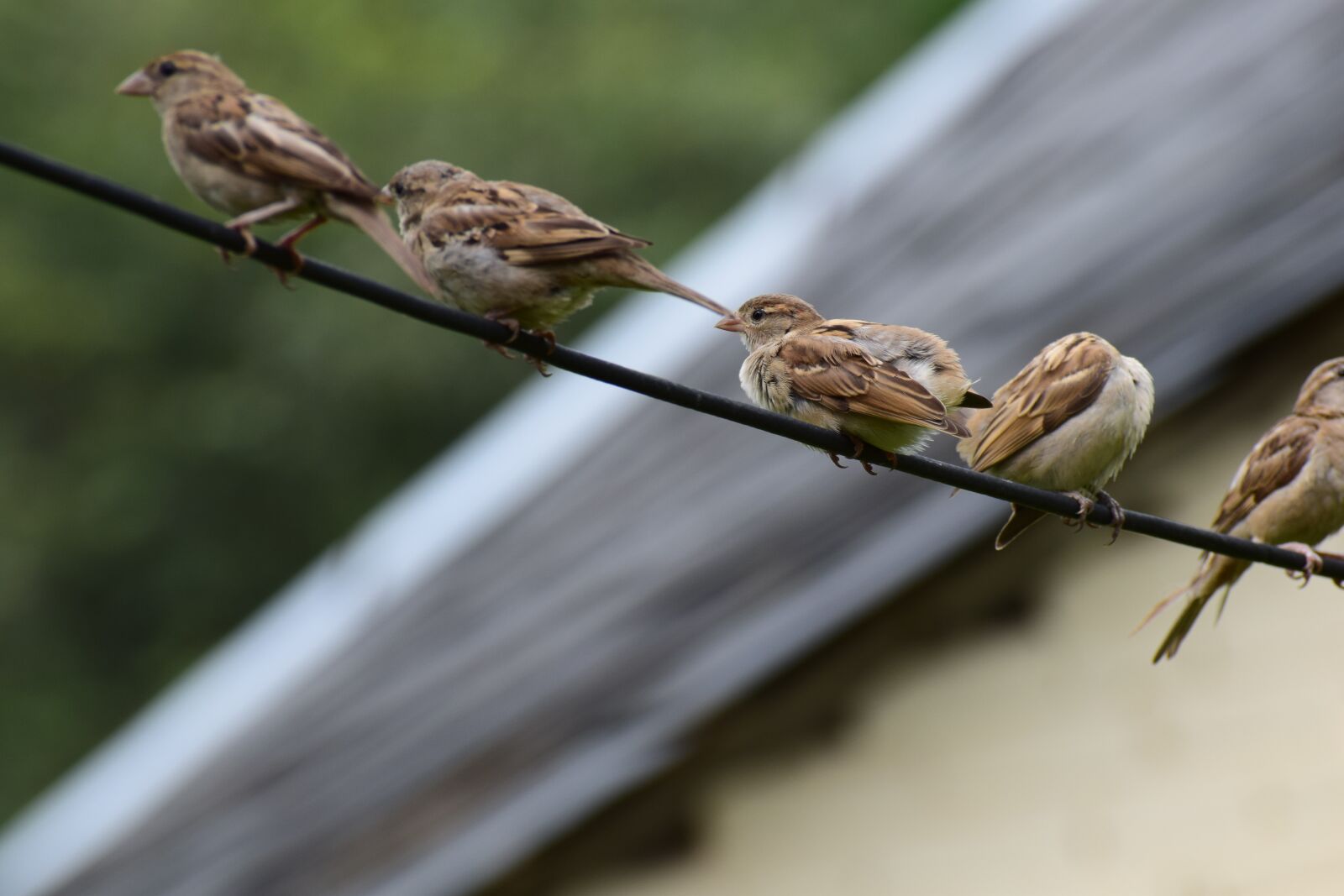 Nikon D3300 sample photo. Birds, cute, sparrows photography