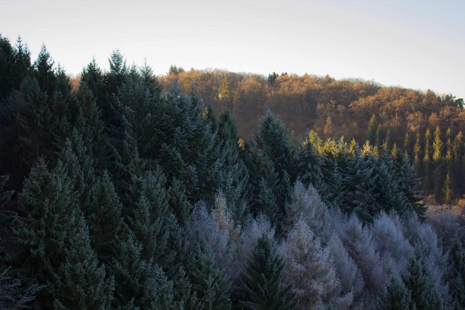 Canon EOS 600D (Rebel EOS T3i / EOS Kiss X5) sample photo. Forest, hiking, nature photography