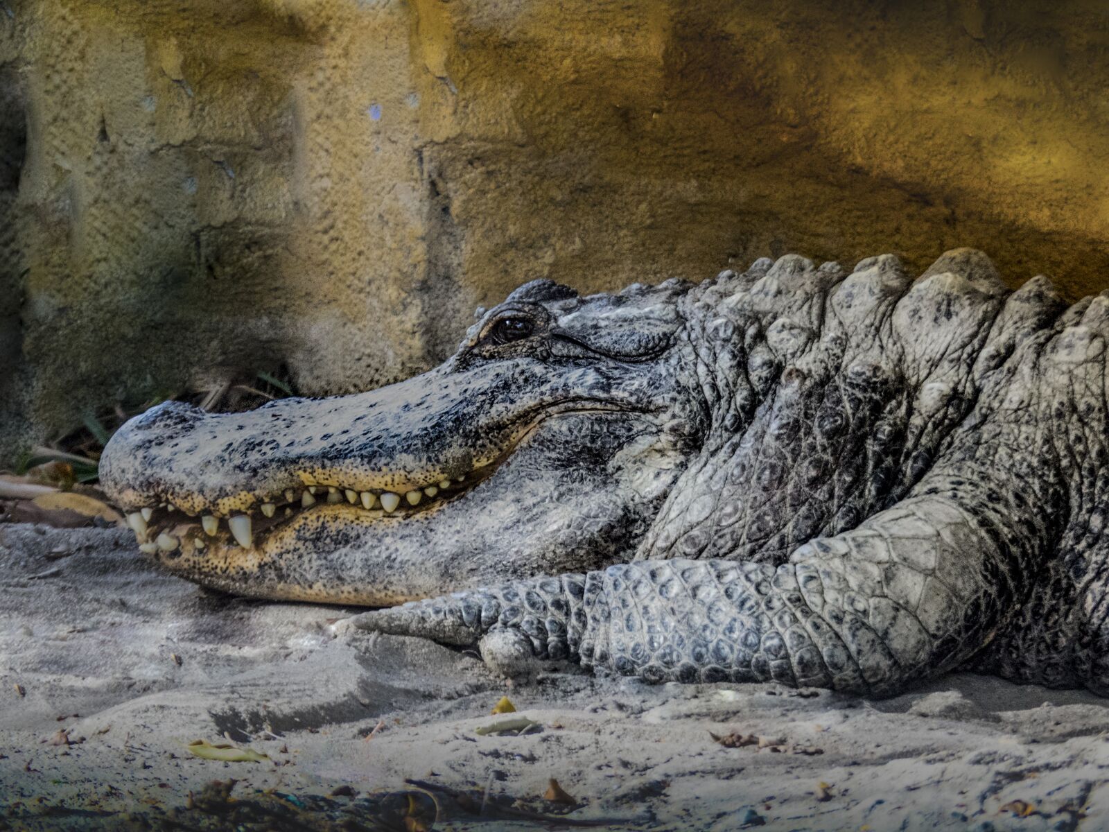 Olympus OM-D E-M5 II sample photo. Crocodile, teeth, fear photography