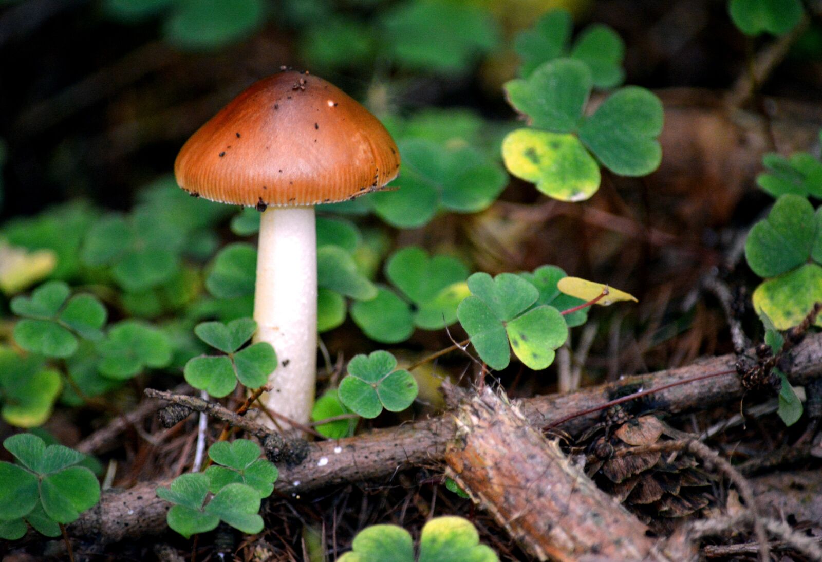 Nikon D5200 sample photo. Nature, mushroom, autumn photography