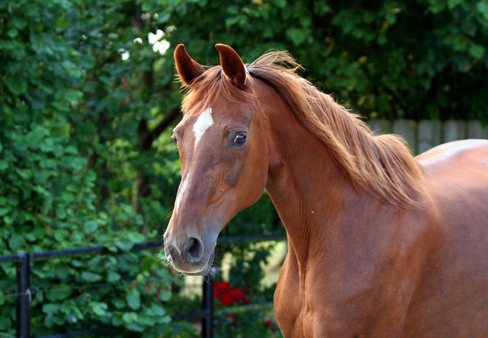 Canon EOS 20D sample photo. Horse, whole blood, fuchs photography