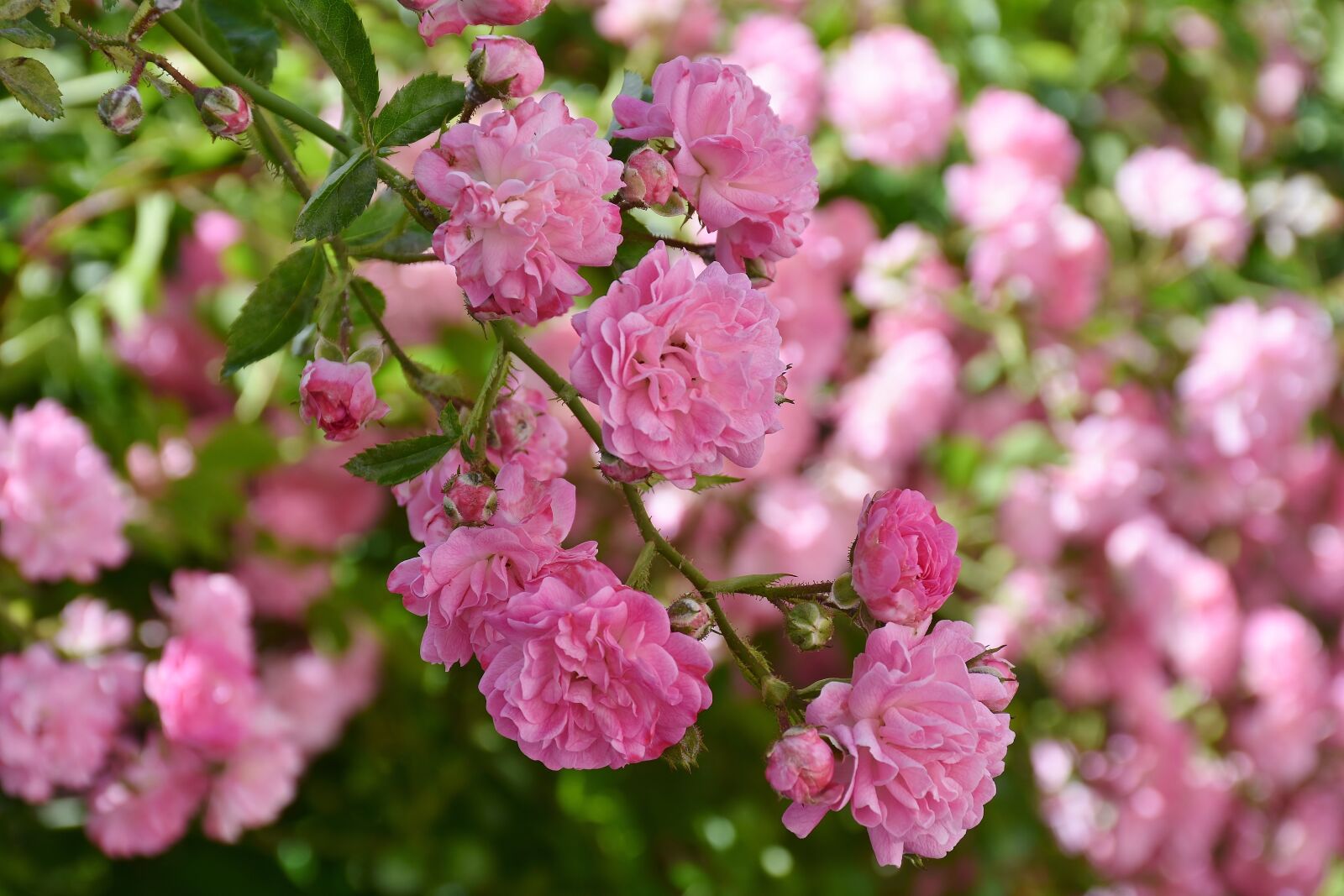 Nikon D7200 sample photo. Rose, pink, rose flower photography