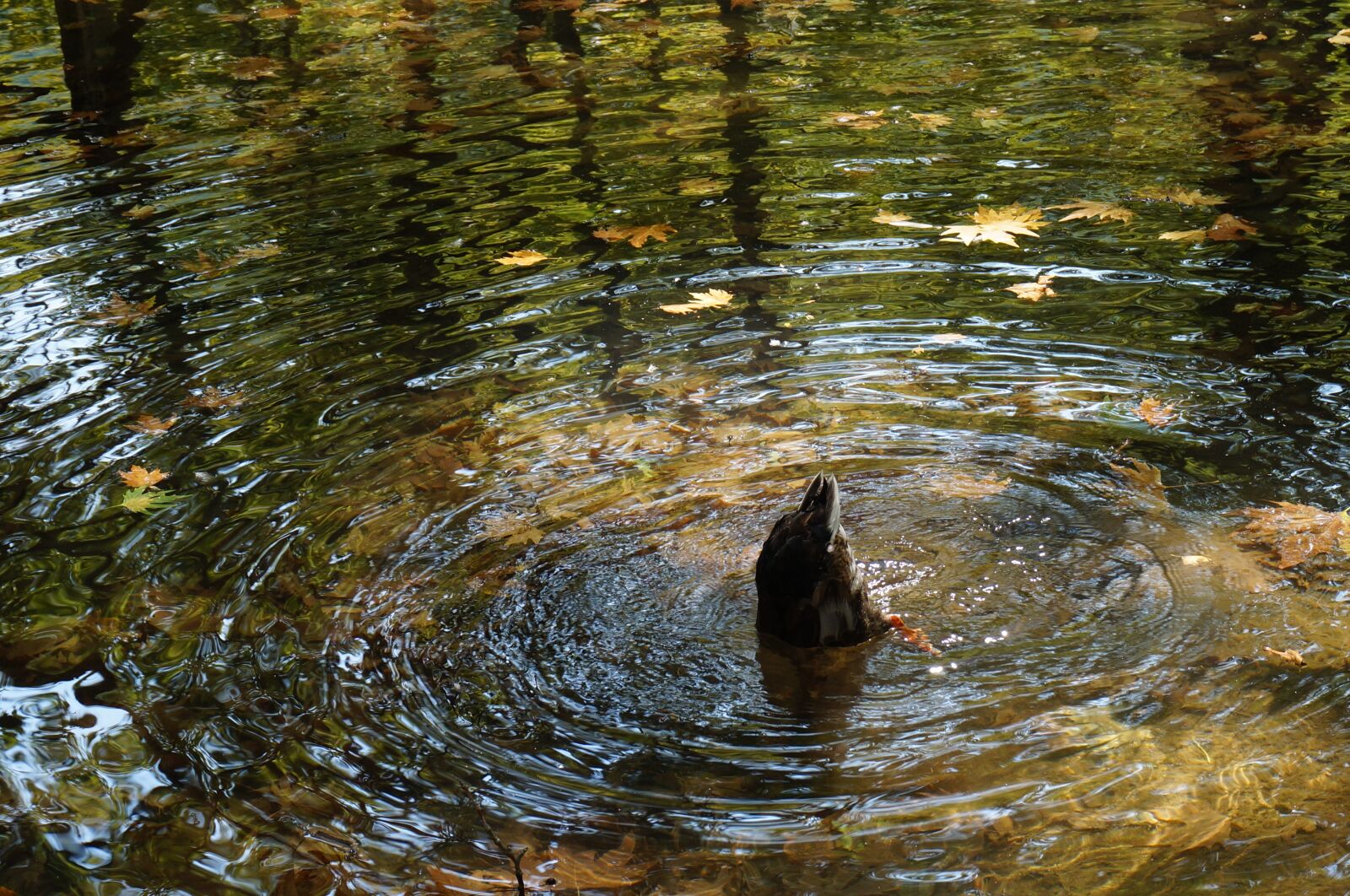 Sony Alpha NEX-3N sample photo. Duck, food, lake photography