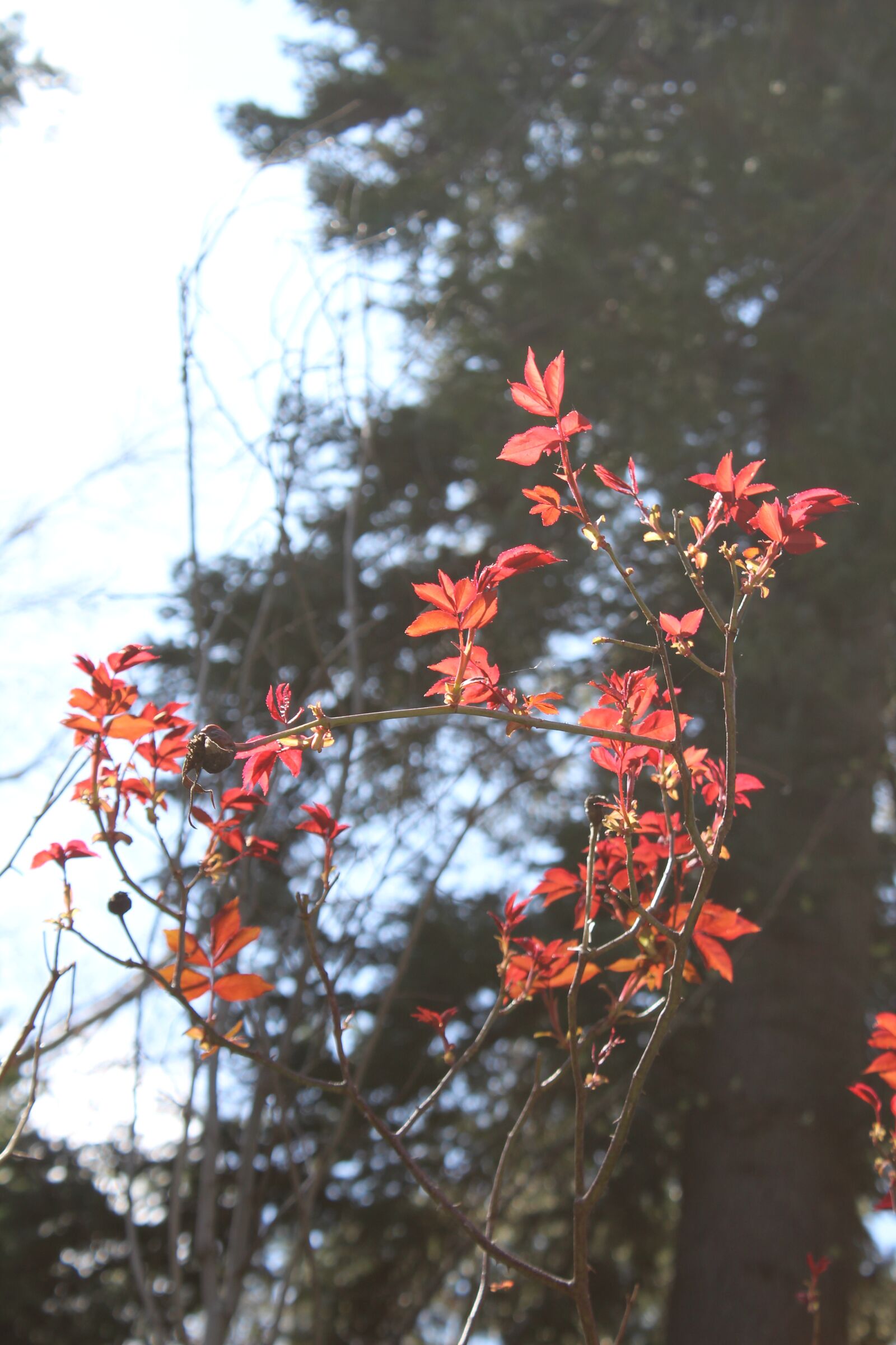 Canon EOS 1300D (EOS Rebel T6 / EOS Kiss X80) sample photo. Red, leaf, tree photography