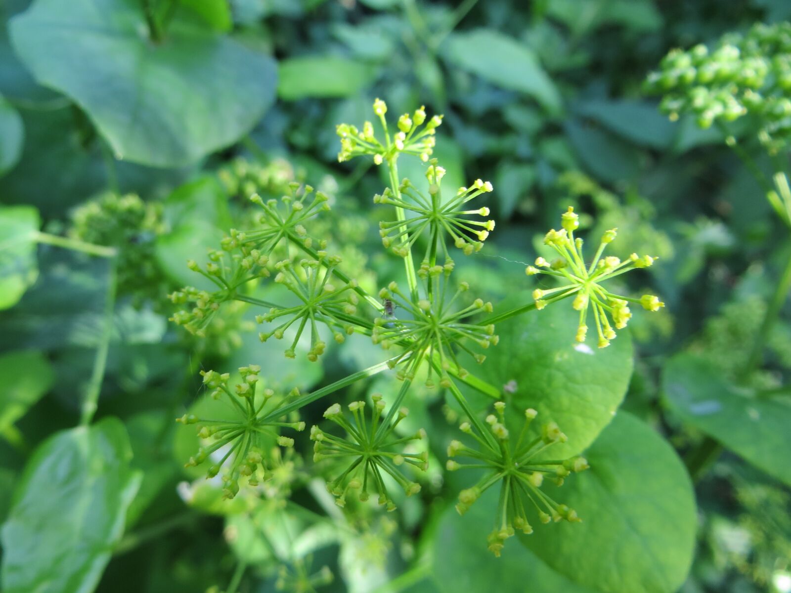 Canon PowerShot SX260 HS sample photo. Green, flower, nature photography
