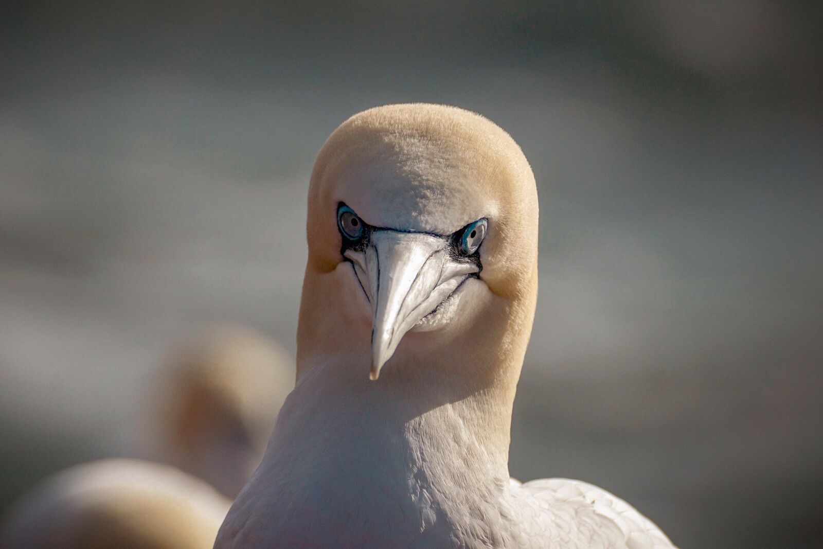 Sony DT 55-300mm F4.5-5.6 SAM sample photo. Northern gannet, sea bird photography