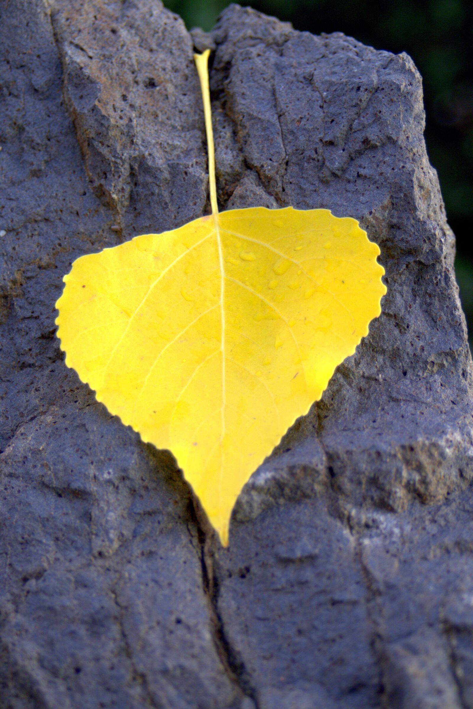 Pentax K-S2 sample photo. Autumn, sunny, leaf photography