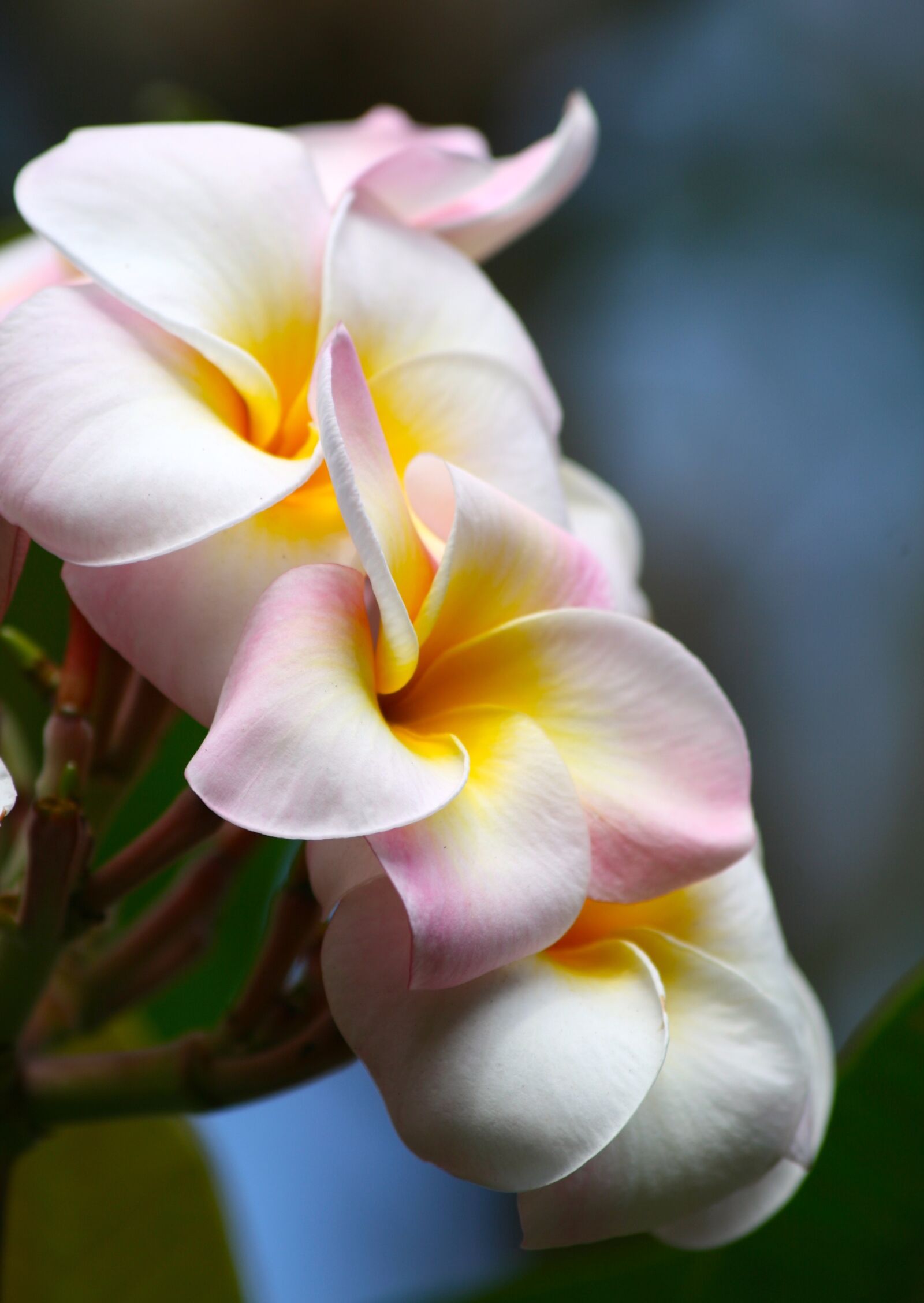 Canon EOS 400D (EOS Digital Rebel XTi / EOS Kiss Digital X) sample photo. Plumeria, garden, pink photography