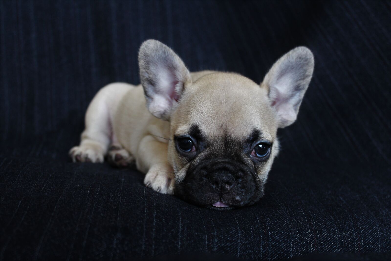 Canon EOS 1200D (EOS Rebel T5 / EOS Kiss X70 / EOS Hi) sample photo. Dog, puppy, pet photography