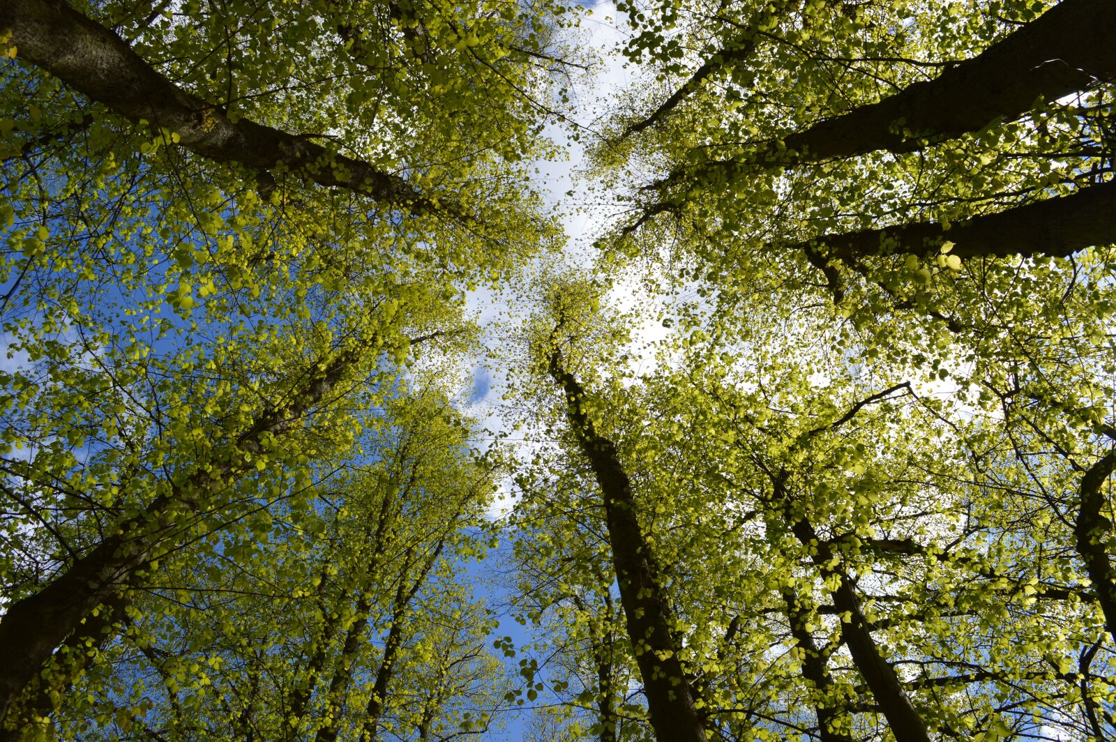 Nikon D3200 sample photo. Crown, trees, forest photography