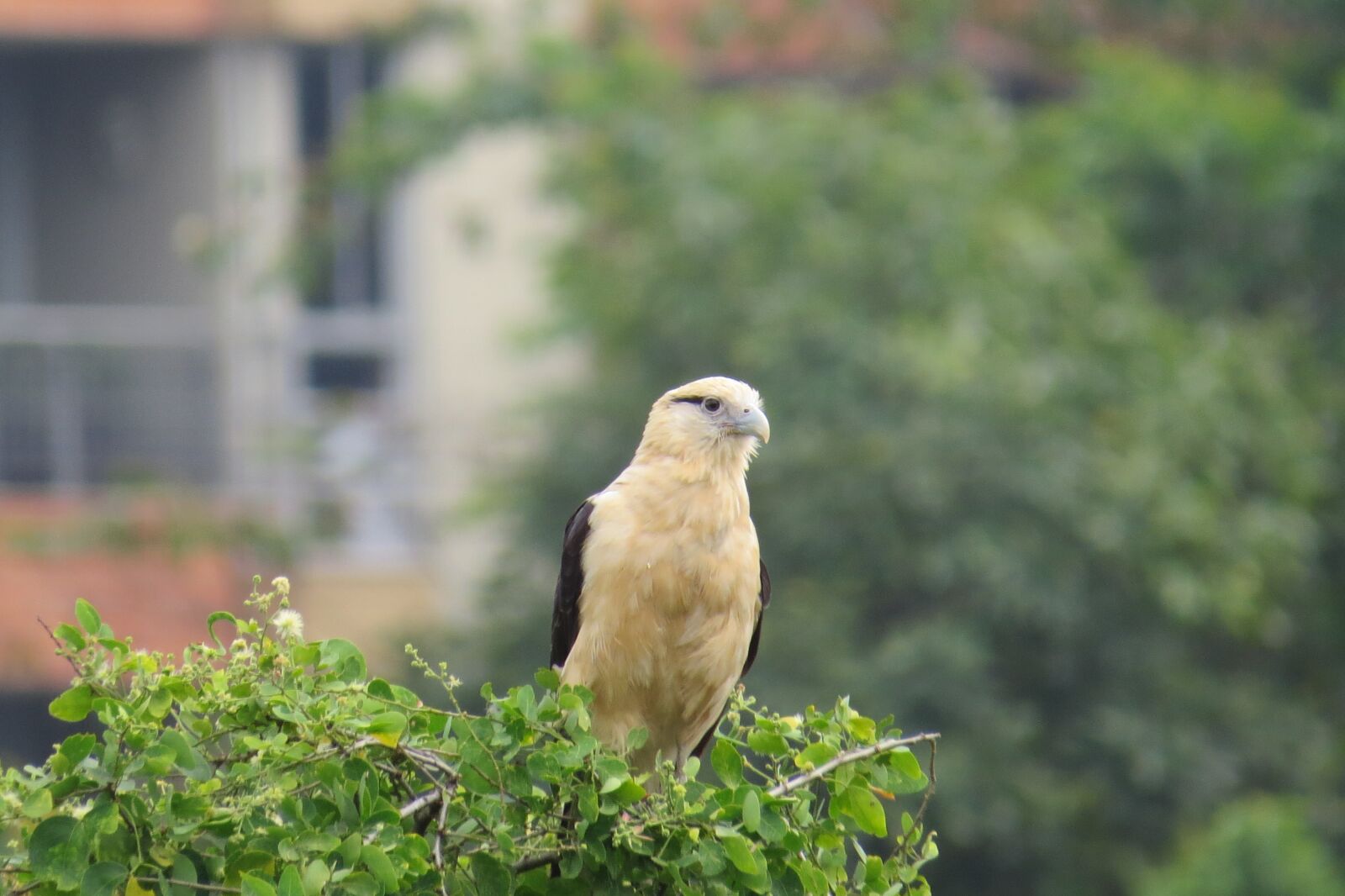 Canon PowerShot SX50 HS sample photo. Birds, falcon, peak photography