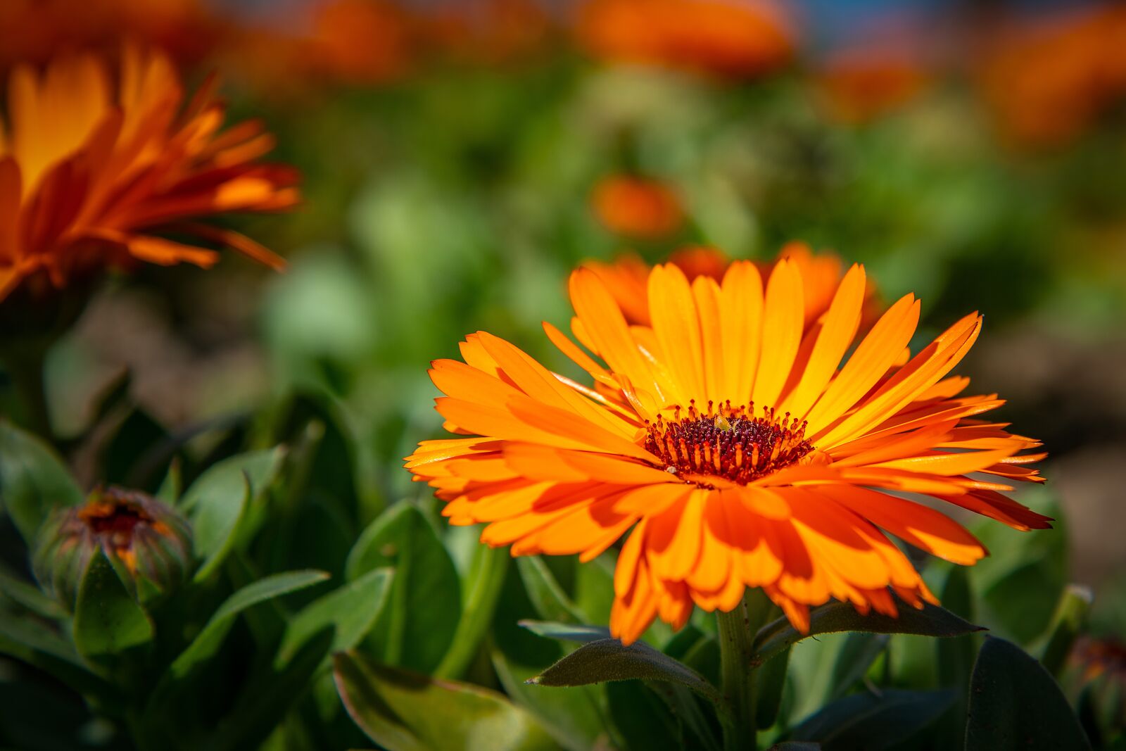 Nikon D850 sample photo. Flower, plant, nature photography