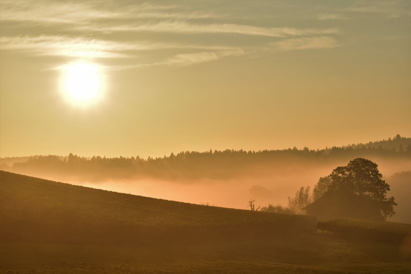 Nikon D5500 sample photo. Sunrise, autumn, fog photography