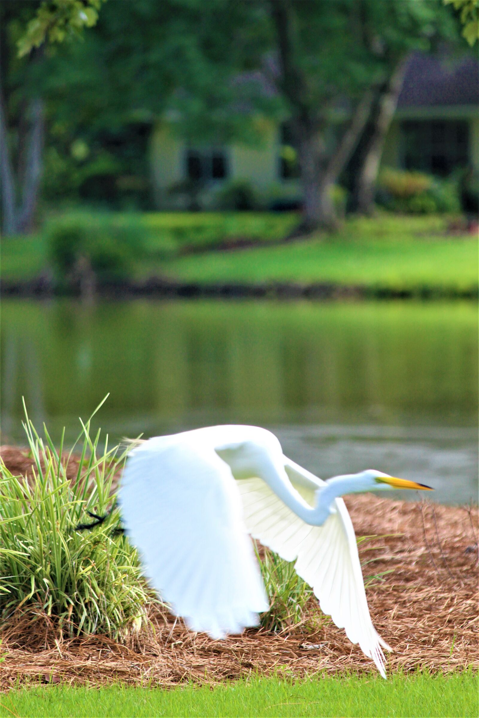 Canon EOS 1200D (EOS Rebel T5 / EOS Kiss X70 / EOS Hi) sample photo. Egret, osprey cove, saint photography