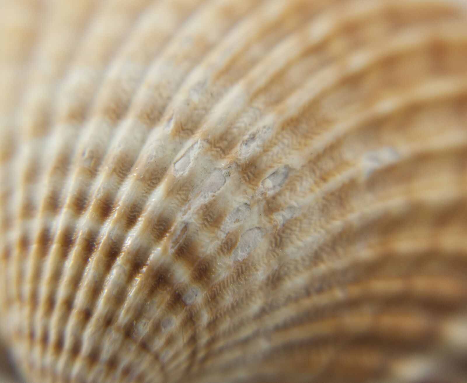 Nikon D80 sample photo. Seashell, scallop, the structure photography