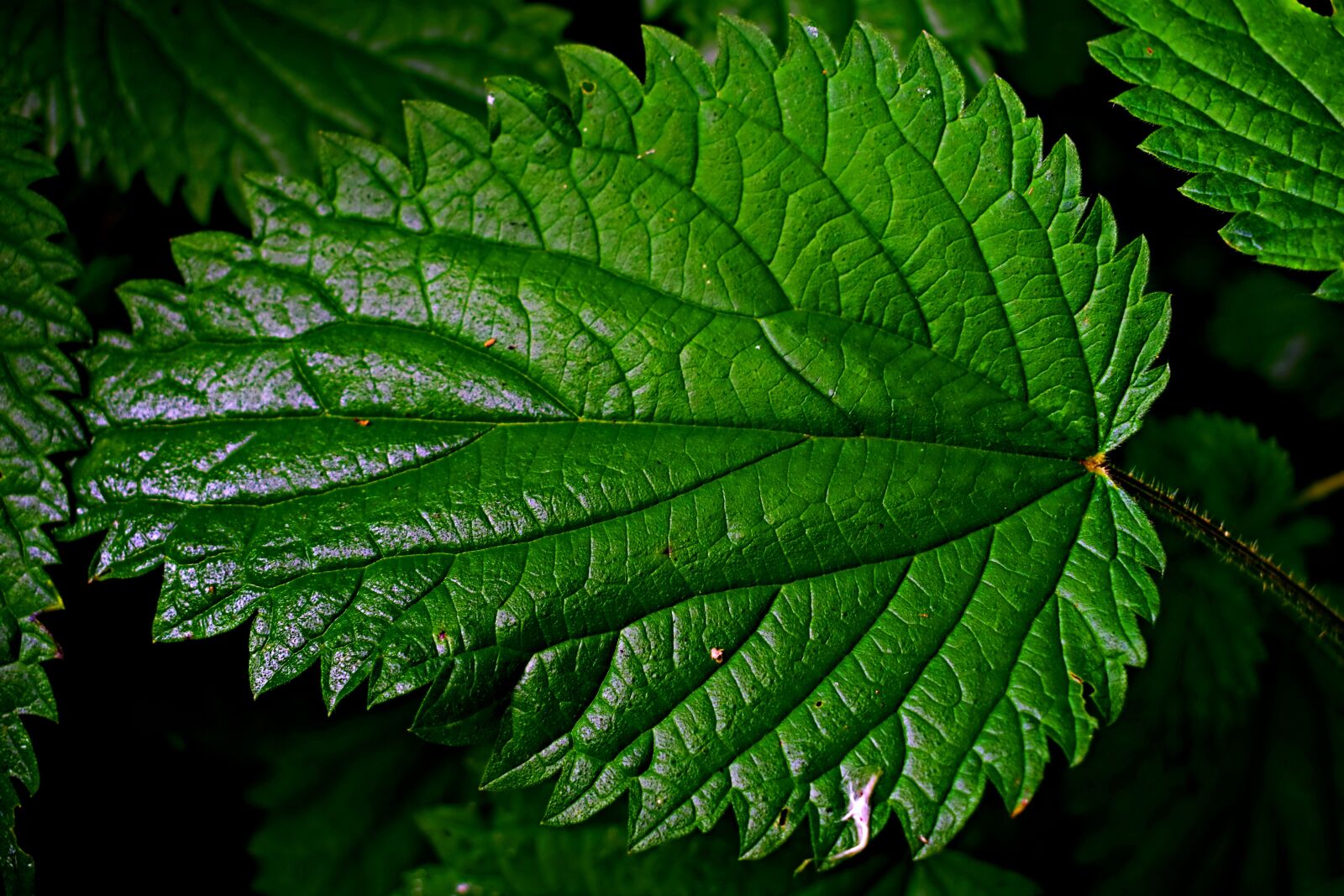 Nikon D3300 sample photo. Stinging nettle, macro, leaf photography